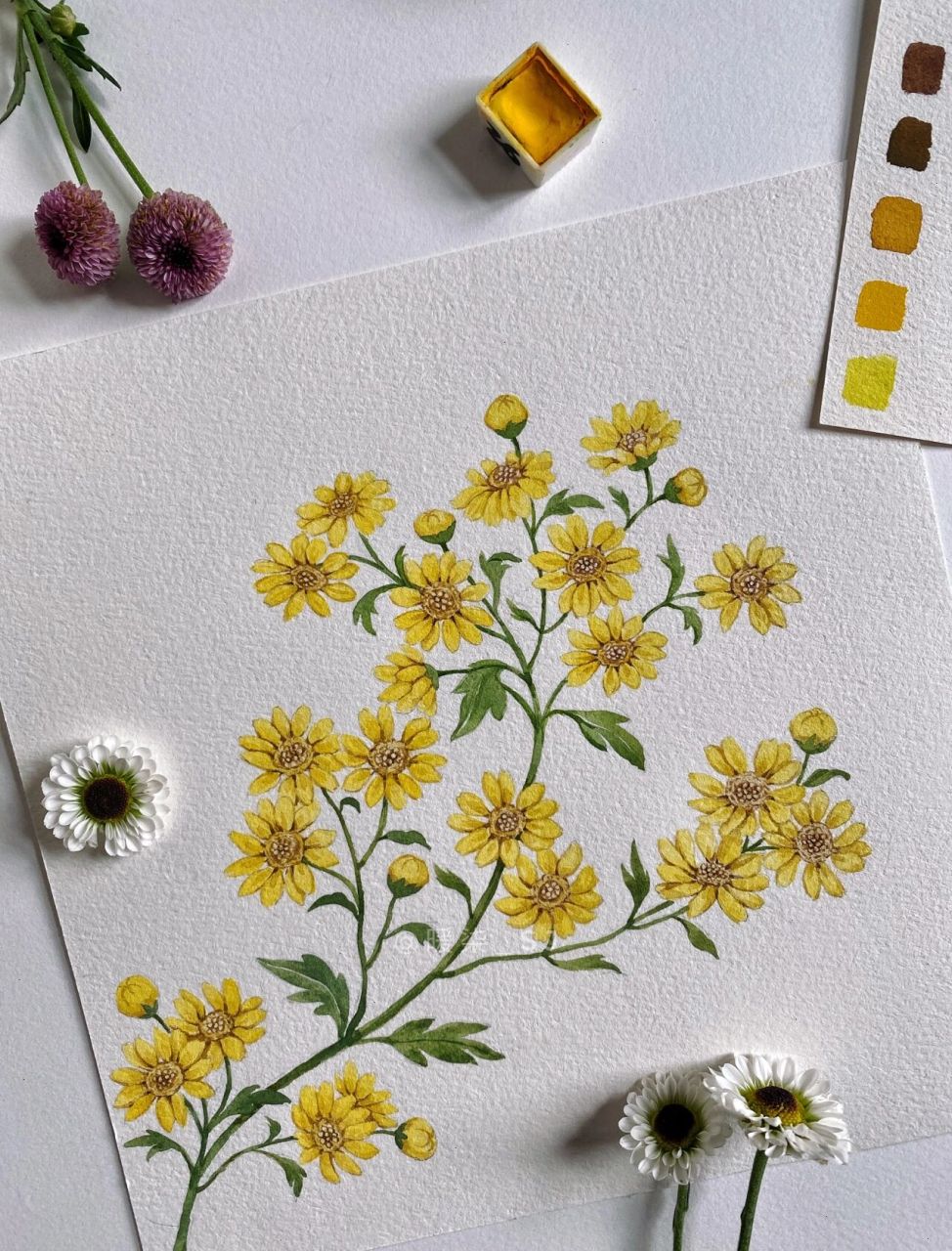 手绘花卉|野菊花 小菊,真的很喜欢 就是得慢慢画 这次之所以画野菊花