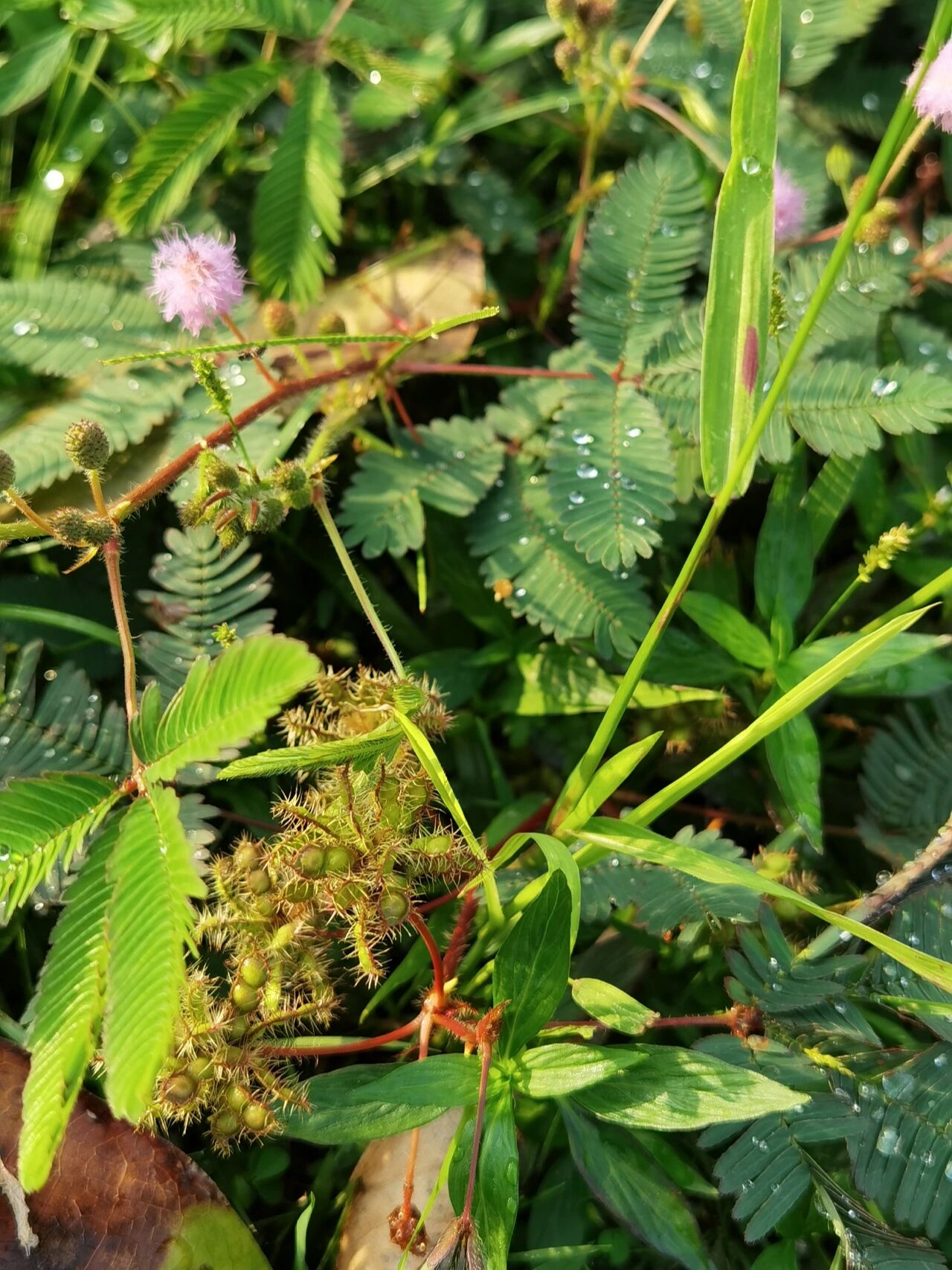 含羞草的果实原来是这样子的呀!