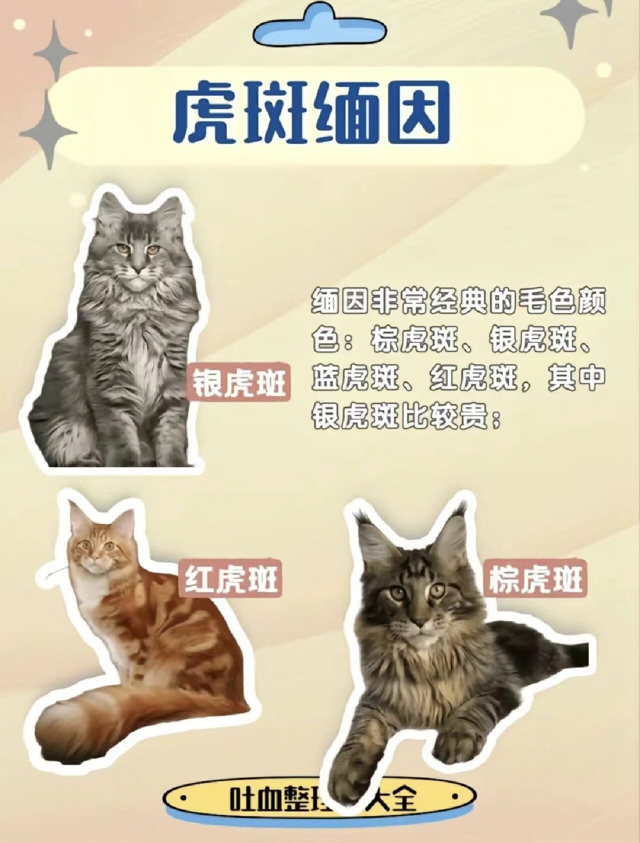 缅因猫花色分类图图片