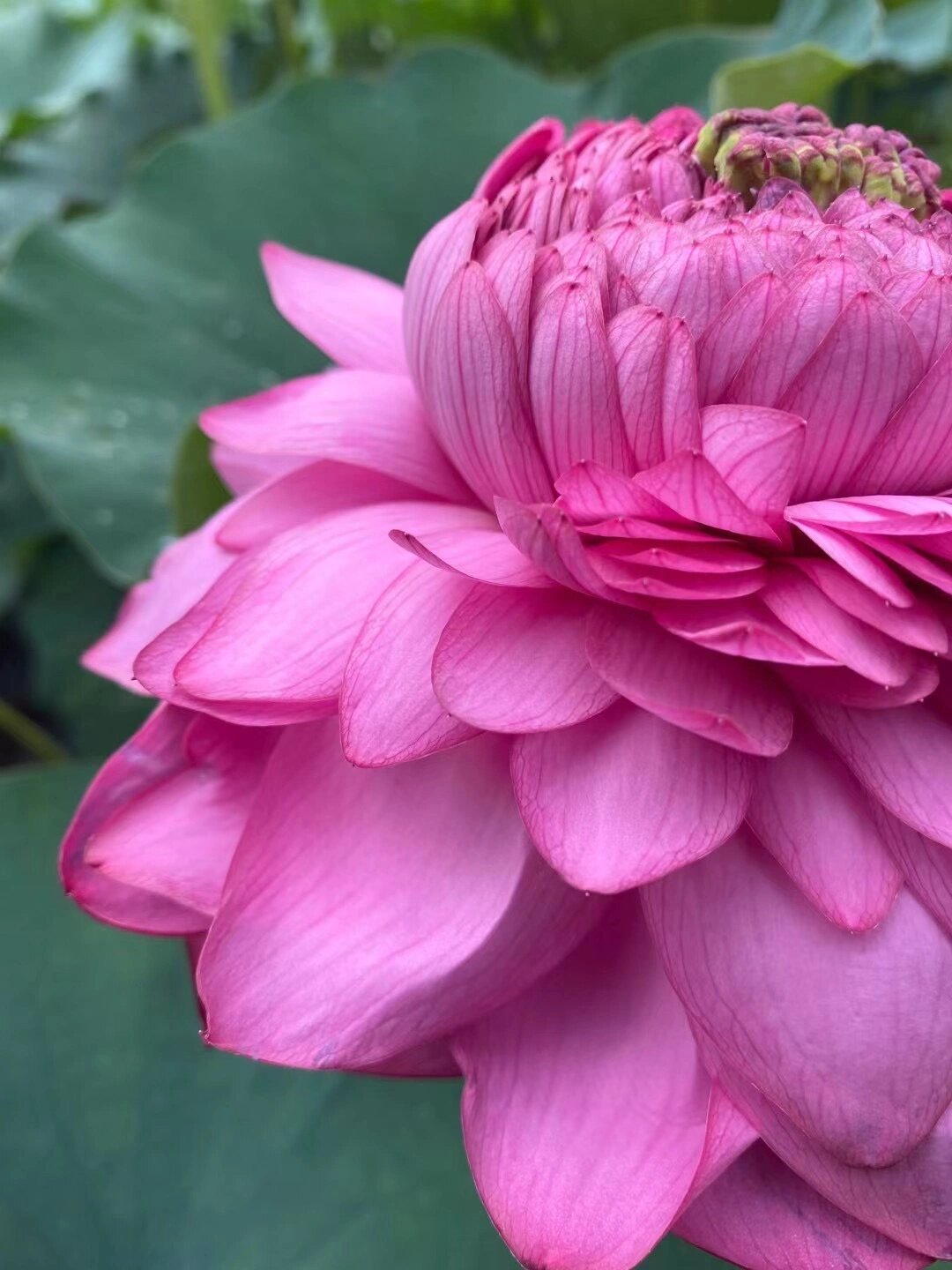 这朵荷花叫至尊千瓣莲花