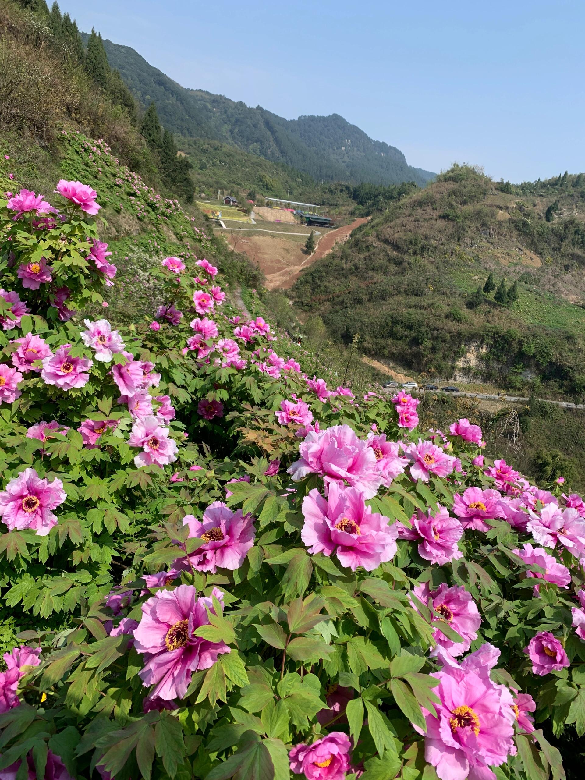 重庆垫江的牡丹花