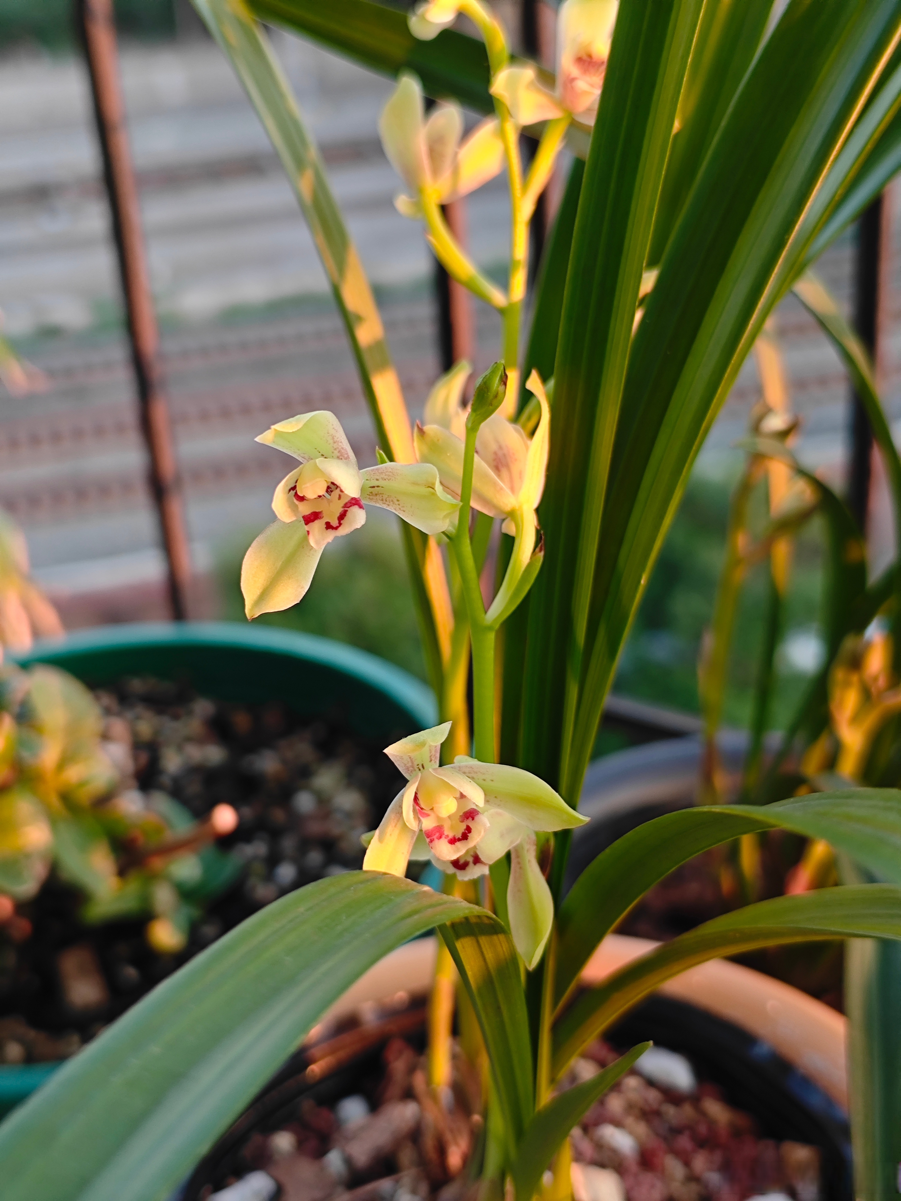 夏天的辉煌,开黄(皇)花的梅瓣兰花,夏皇梅.八大建兰之首,开