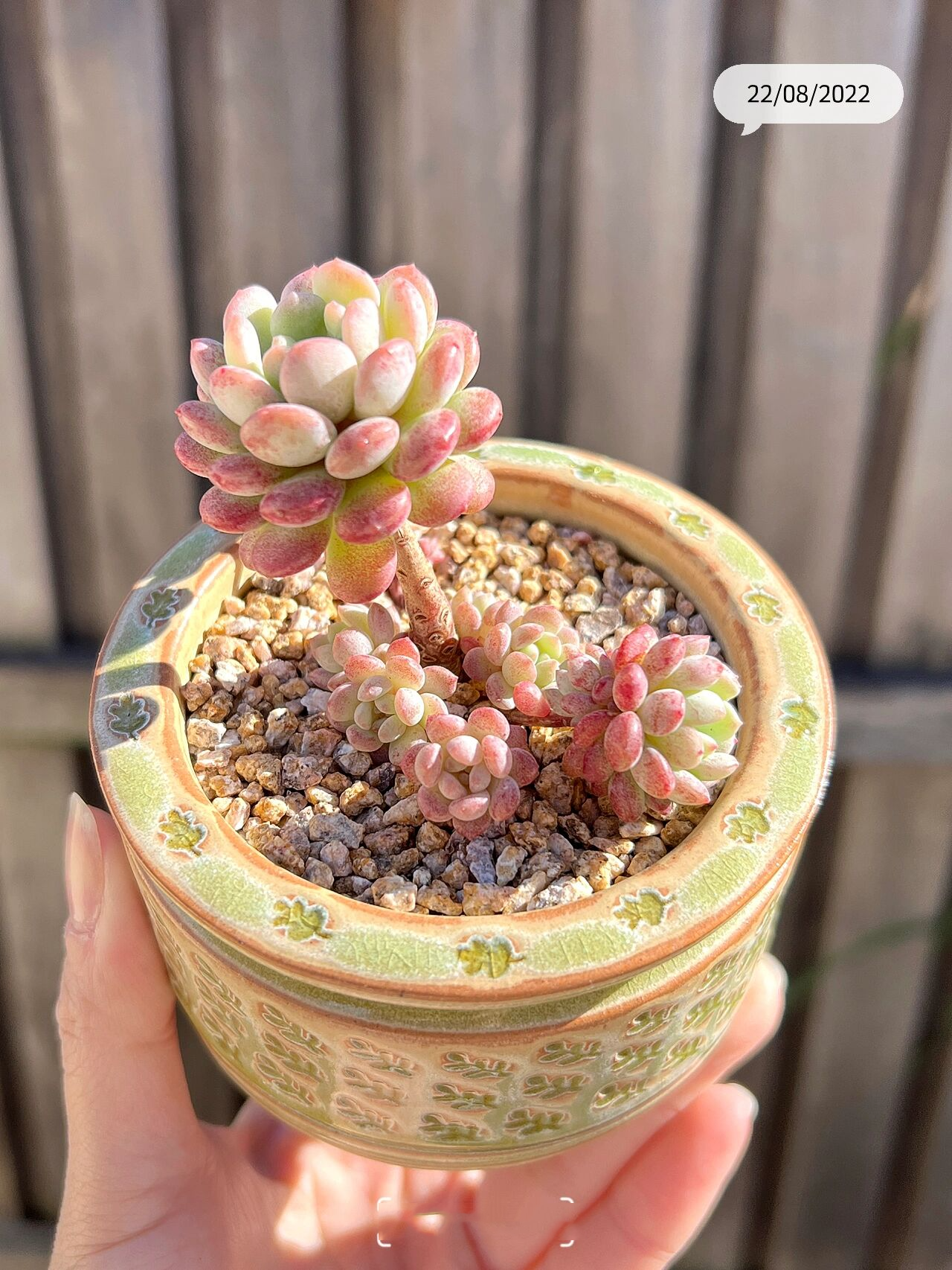 91多肉日记 | 一棵萌豆的前世今生99 这棵萌豆是今年重回肉坑入的