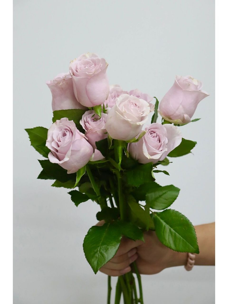 每日识花——珂赛特玫瑰 玫瑰-珂赛特 它是方德荷冠出的一款紫色系