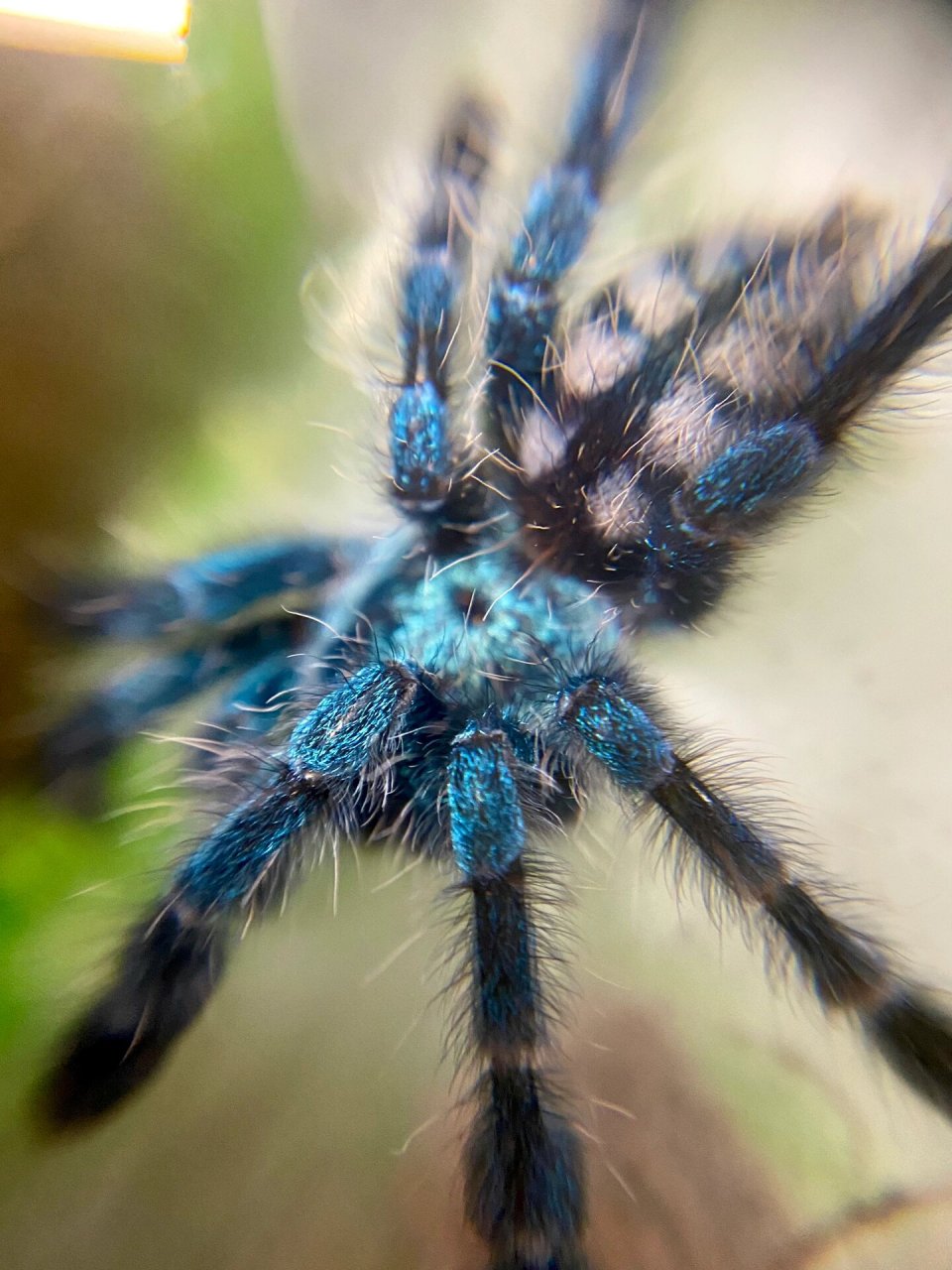 油彩粉红趾捕鸟蛛|aviculariaversicolor 🕸️油彩粉红趾蜘蛛|av