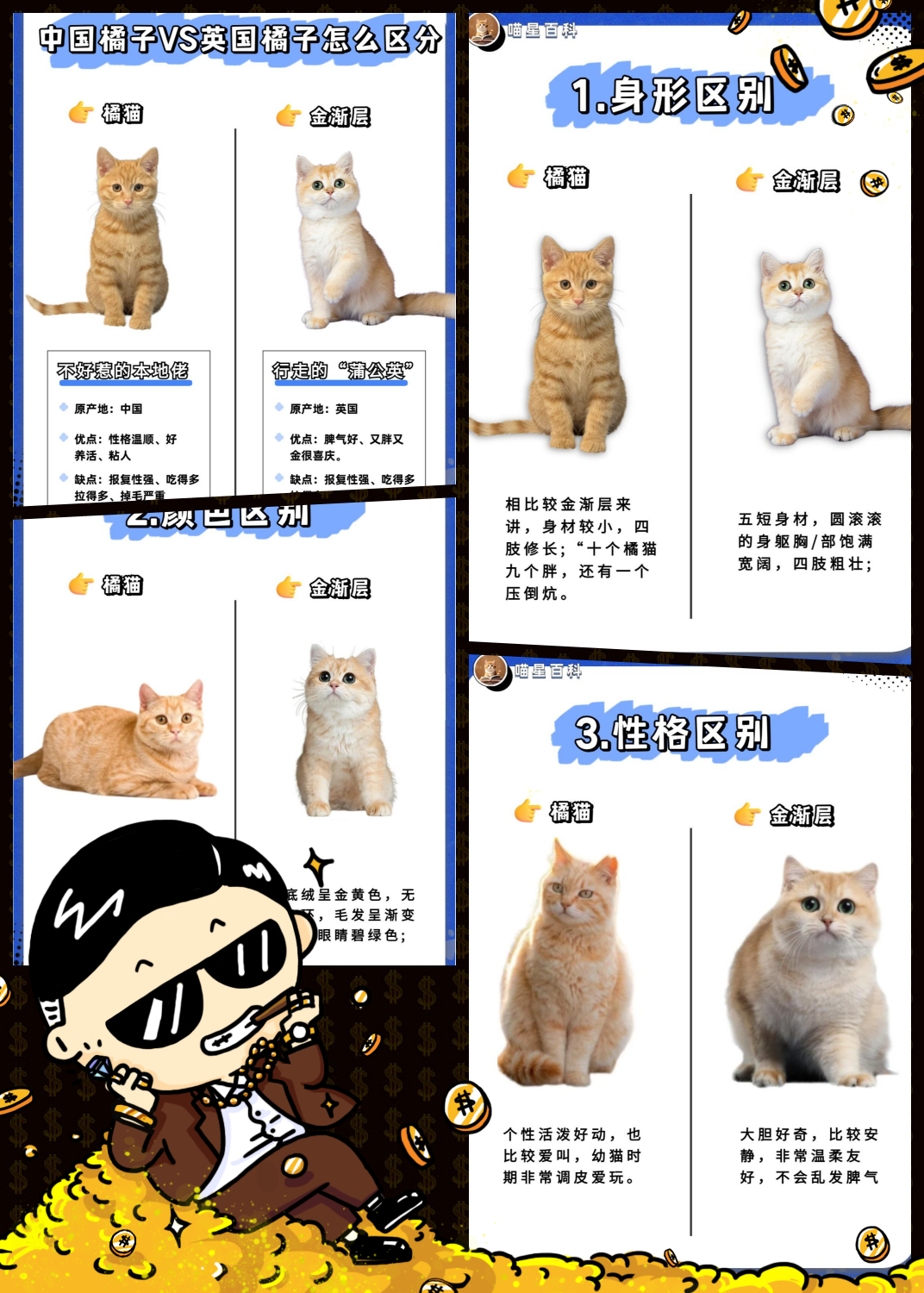 橘猫和金渐层,傻傻分不清? 来,教你几招轻松辨别!