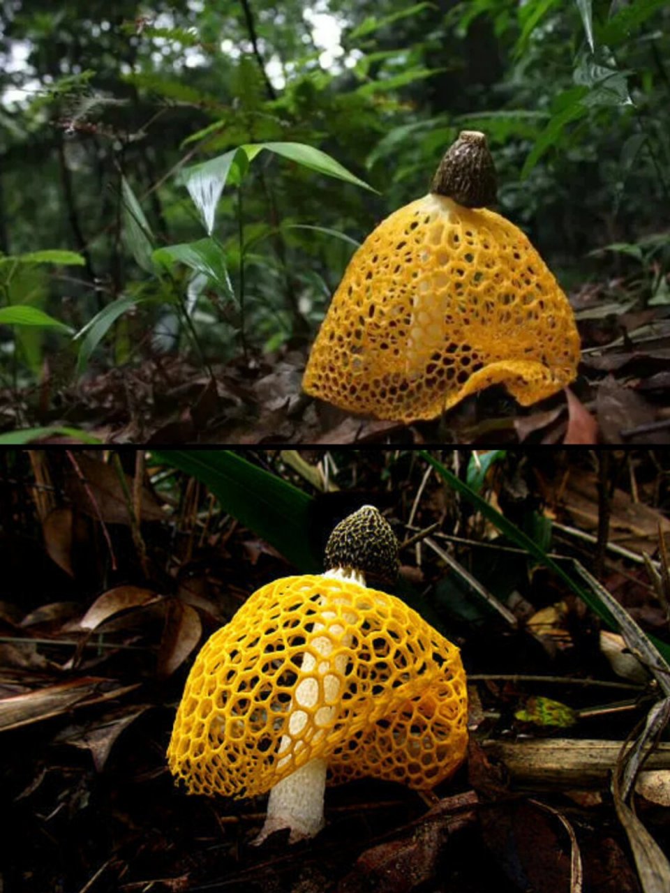 7215中文名:红托竹荪 拉丁学名:phallus rubrovolvatus 目:鬼笔目