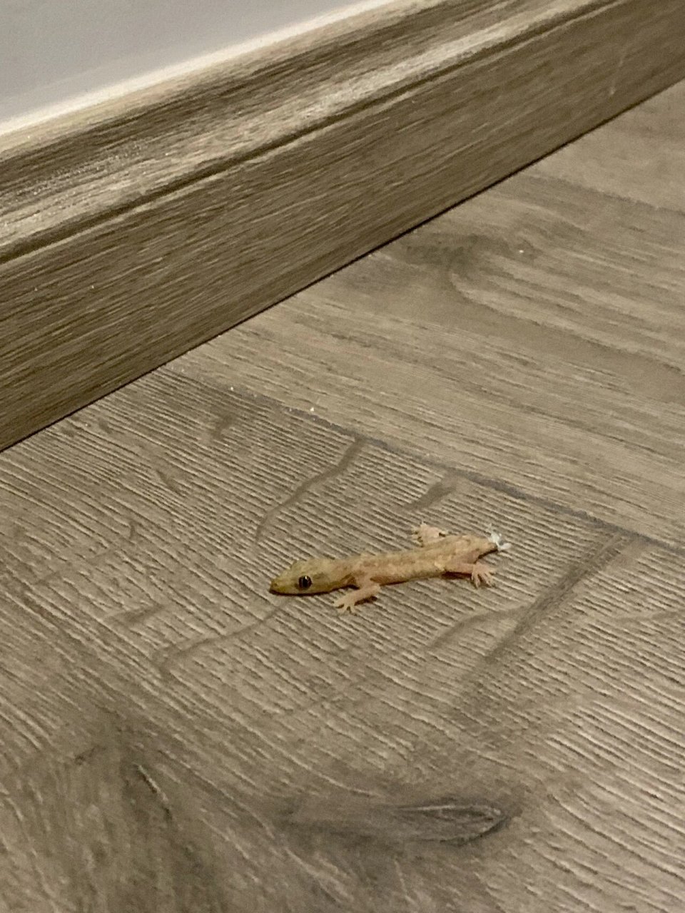 家里突然出现小可爱 这金黄色的断尾小壁虎突然出现在家里走廊上 都说