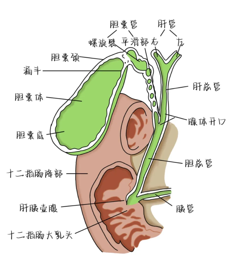 胆囊切除后对身体主要有三方面影响