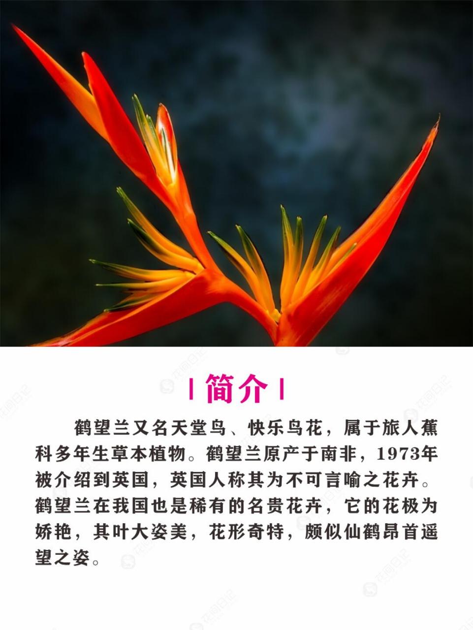 简介 | 鹤望兰又名天堂鸟,快乐鸟花,属于旅人蕉科多年生草本植物.