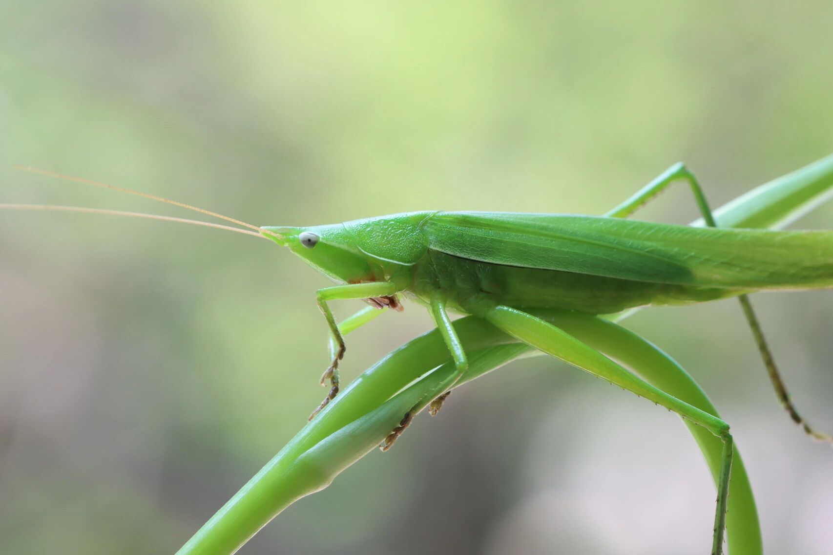 蚂蚱,高清的图片