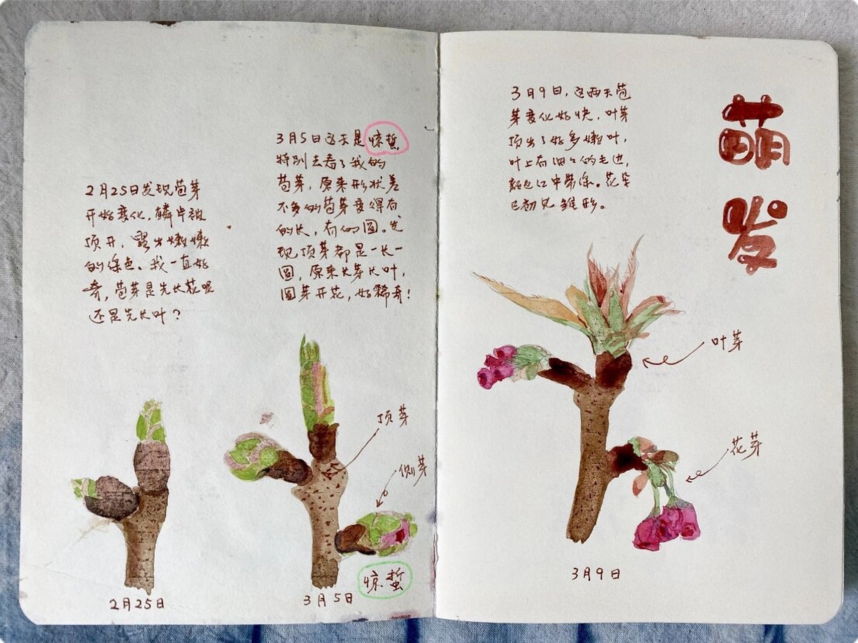 65岁老人的自然笔记,守一树樱花绽放 18日我们在图书馆举行了第2期