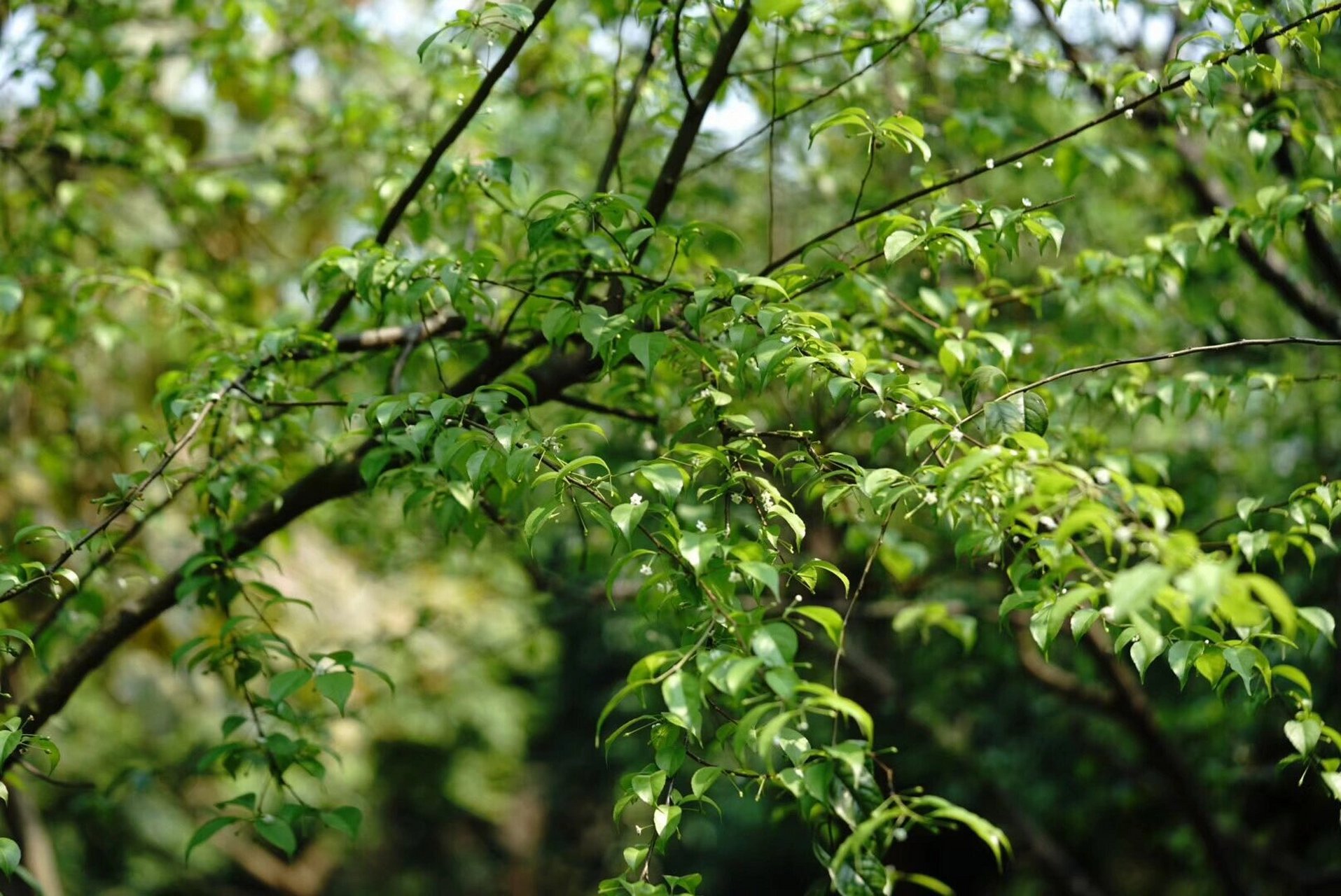 梅叶冬青|落叶只剩枝,覆得皑皑雪 梅叶冬青又称「岗梅」「秤星树」