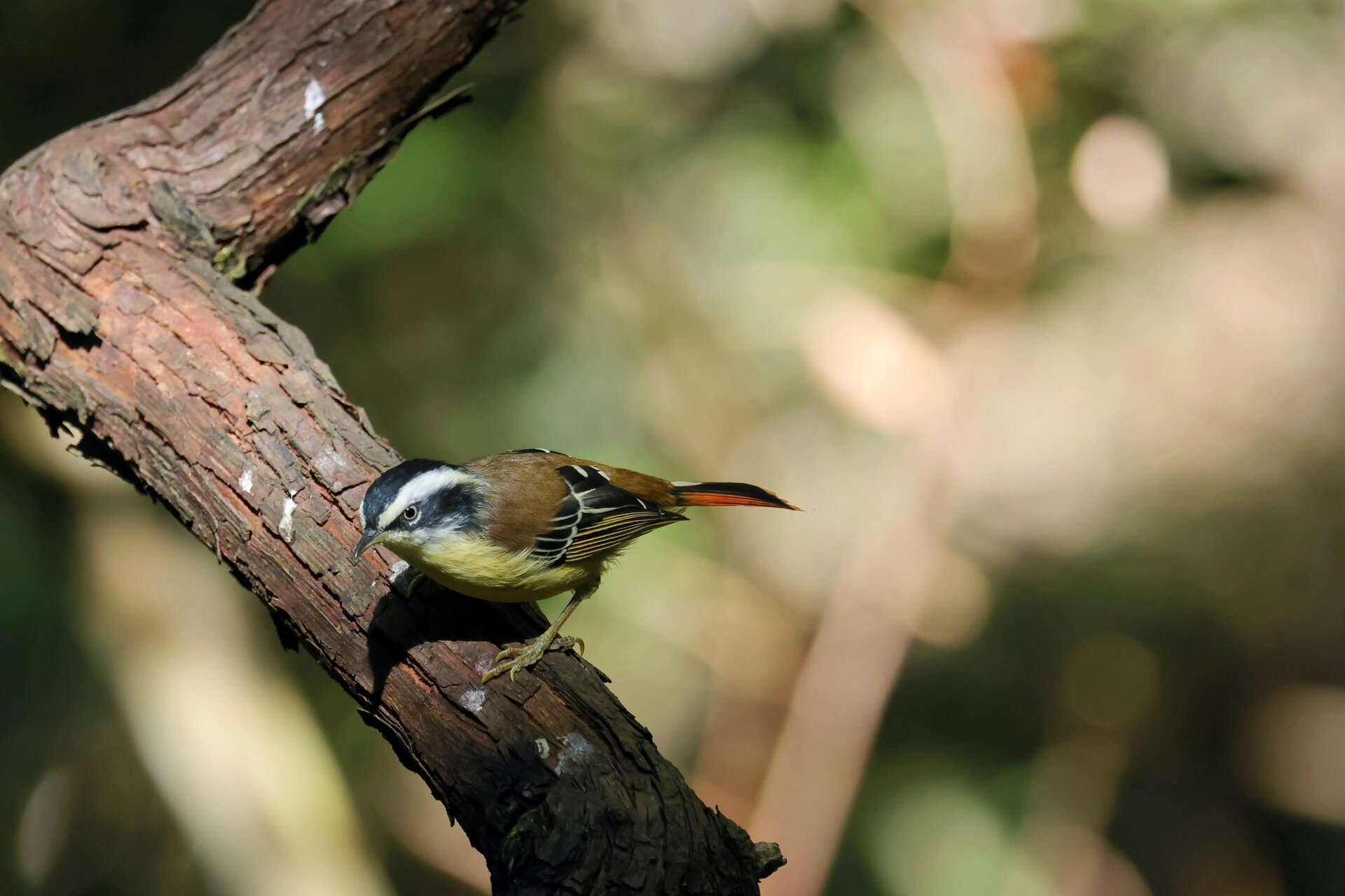 火尾希鹛 火尾,很酷的名字,而且尾巴上的红色真得很有火尾的感觉