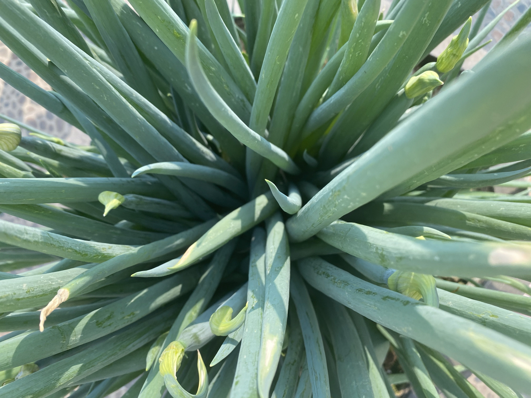 胡葱,风葱 自家种植的胡葱,俗称"风葱"