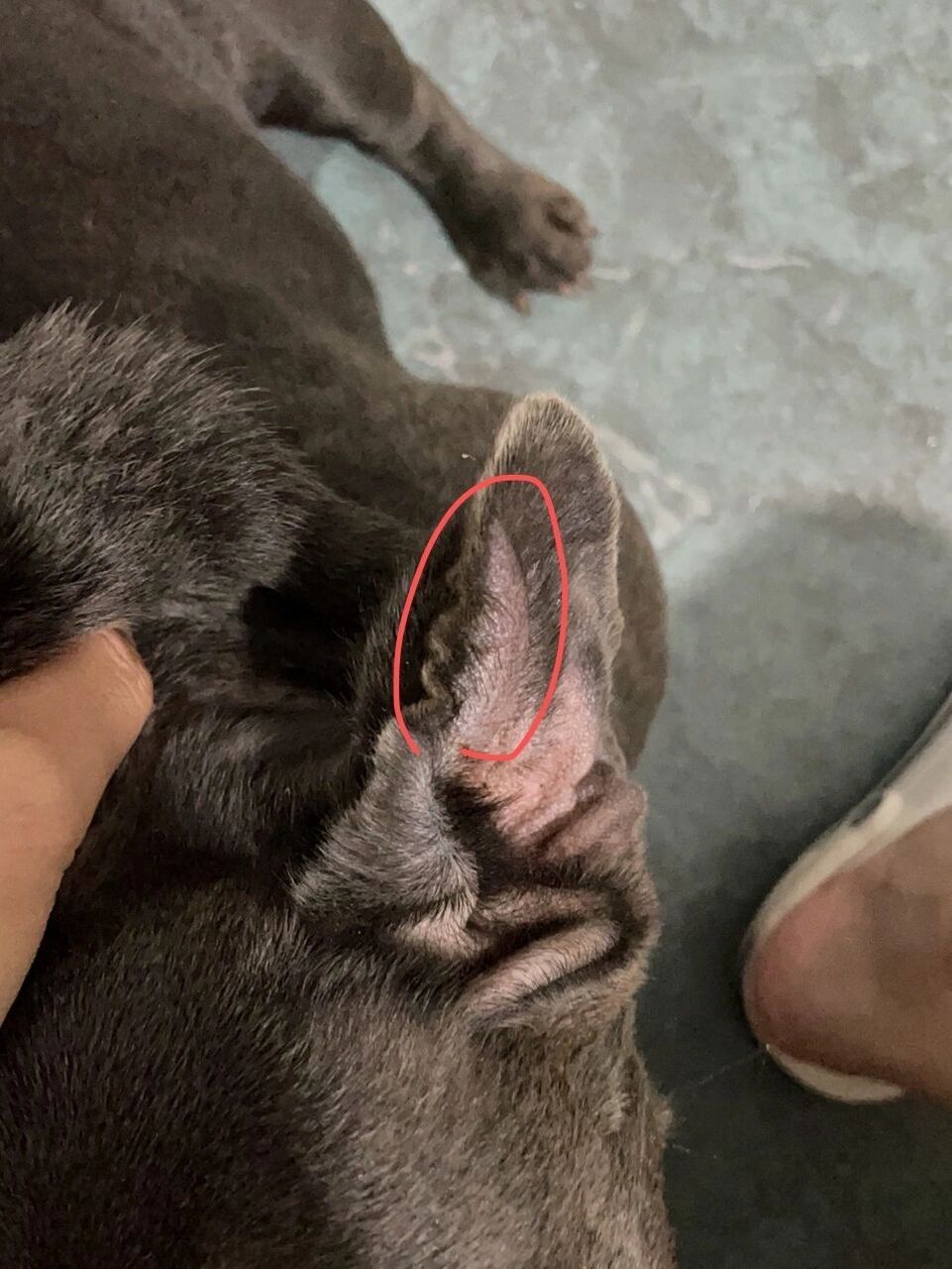 狗子耳血肿在家保守治疗经验分享 9.