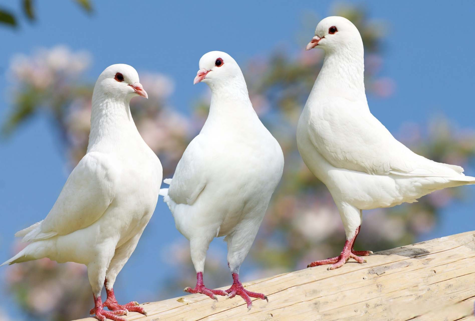 【新研究:鸽子可以用类似人工智能方式解决问题】虽然