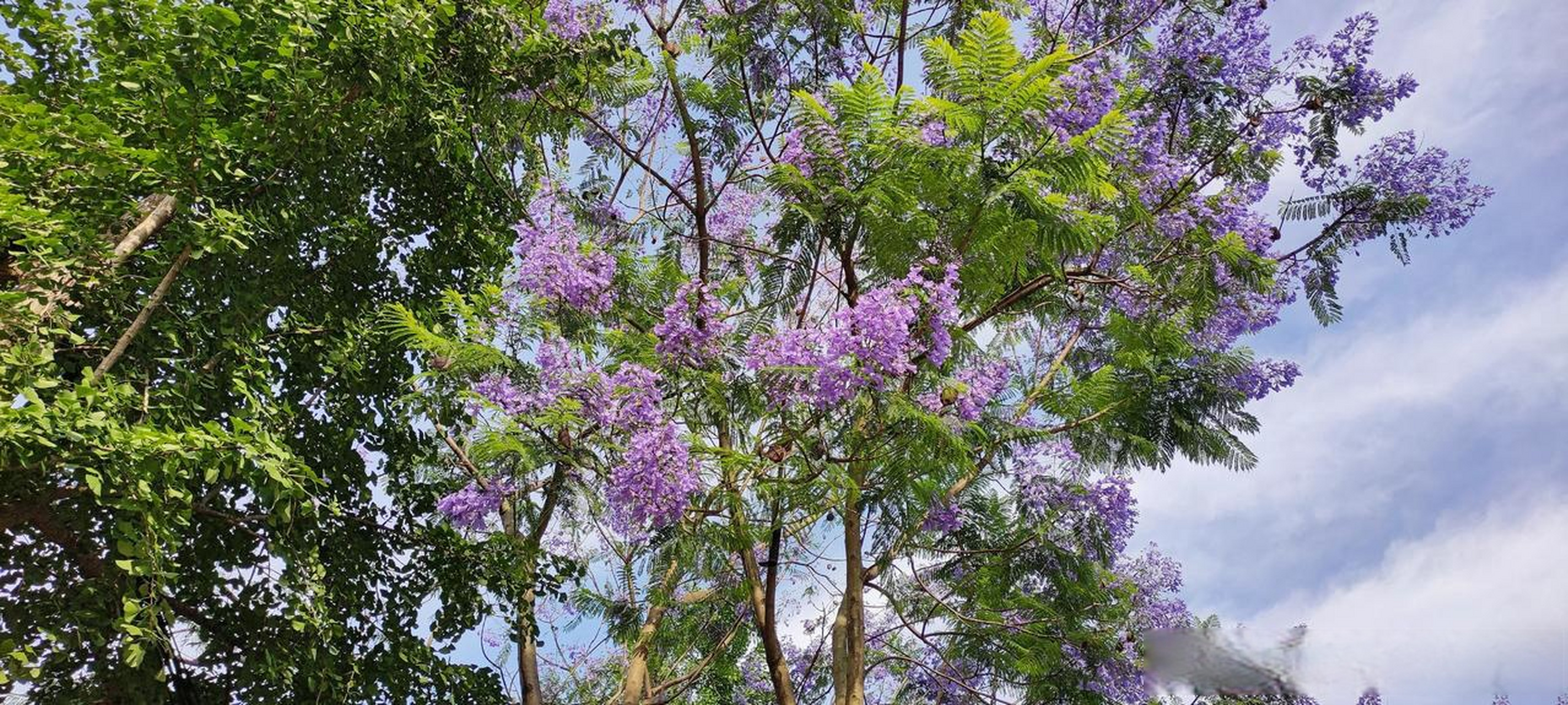 蓝楹花最美图片