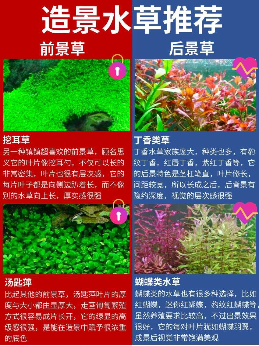 造景水草推荐,12种,前景草&后景草 造景对于水草缸,是每个宝子的一大