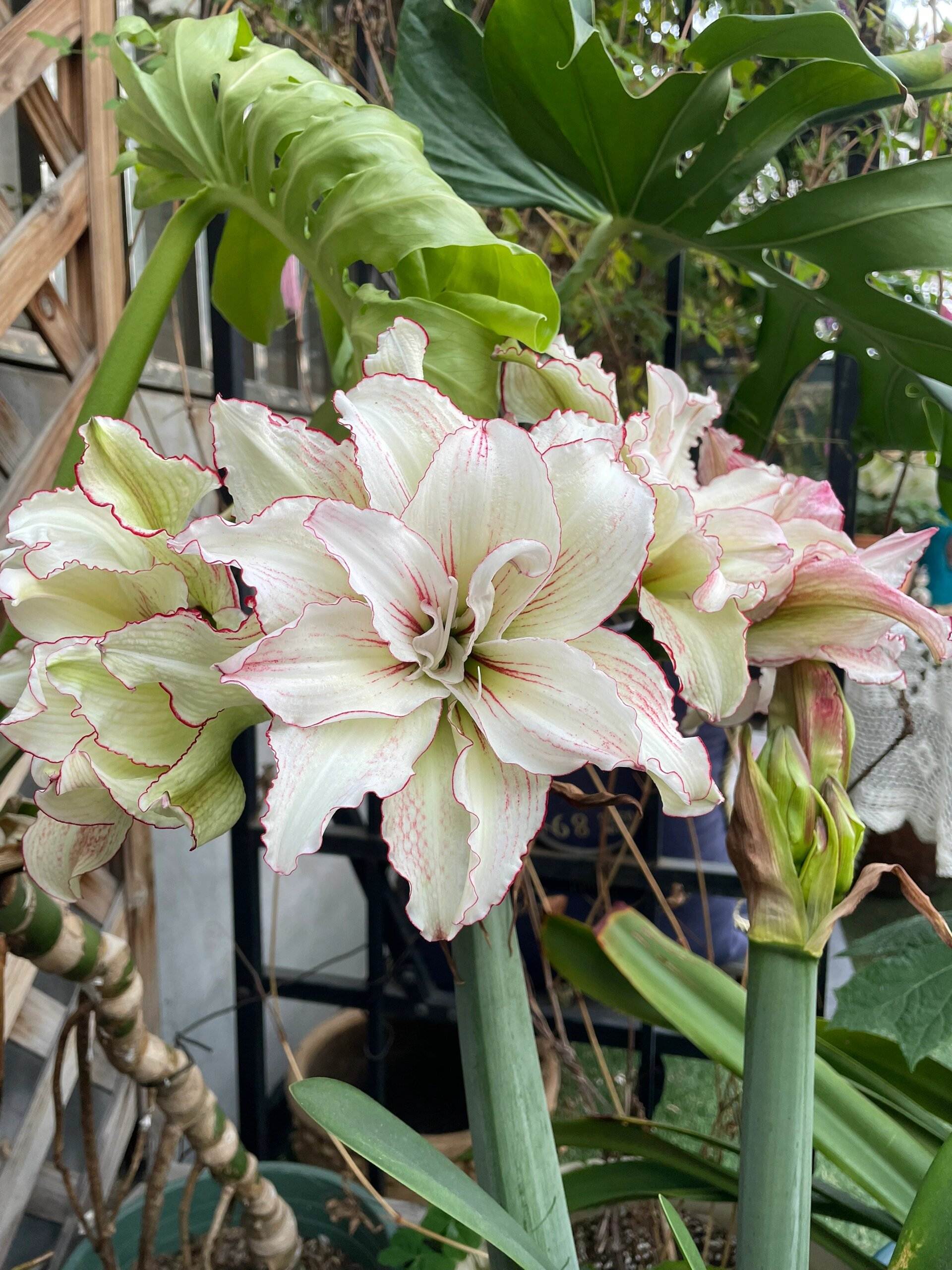 澳洲朱顶红安吉拉的2023年 安吉拉今年春天依然顺利复花.