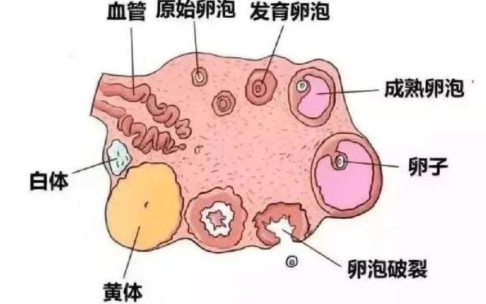 黄体在人体的分布图图片