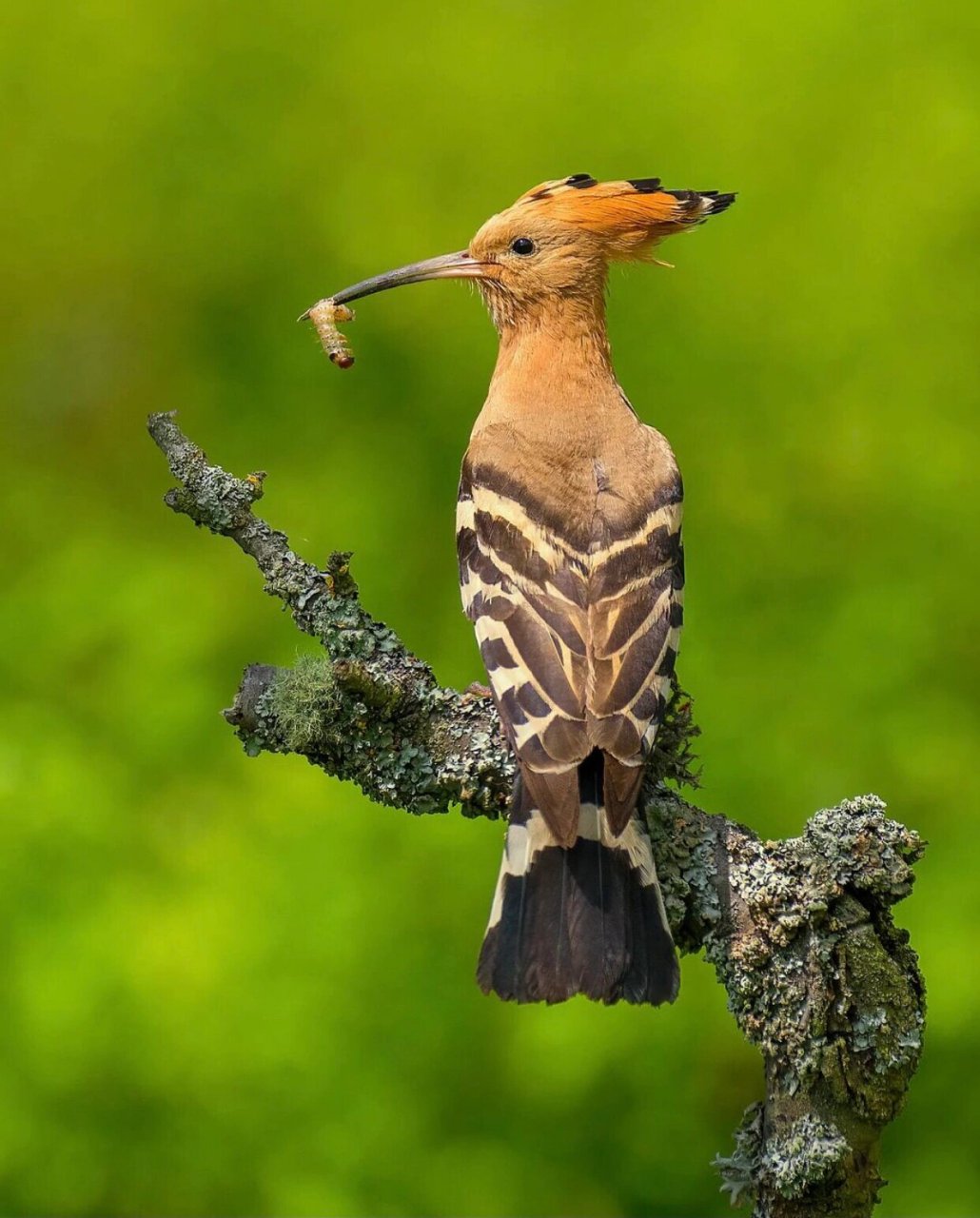 有虫91吃的eurasian hoopoe 戴鵀 eurasian hoopoe 戴鵀 这是一种