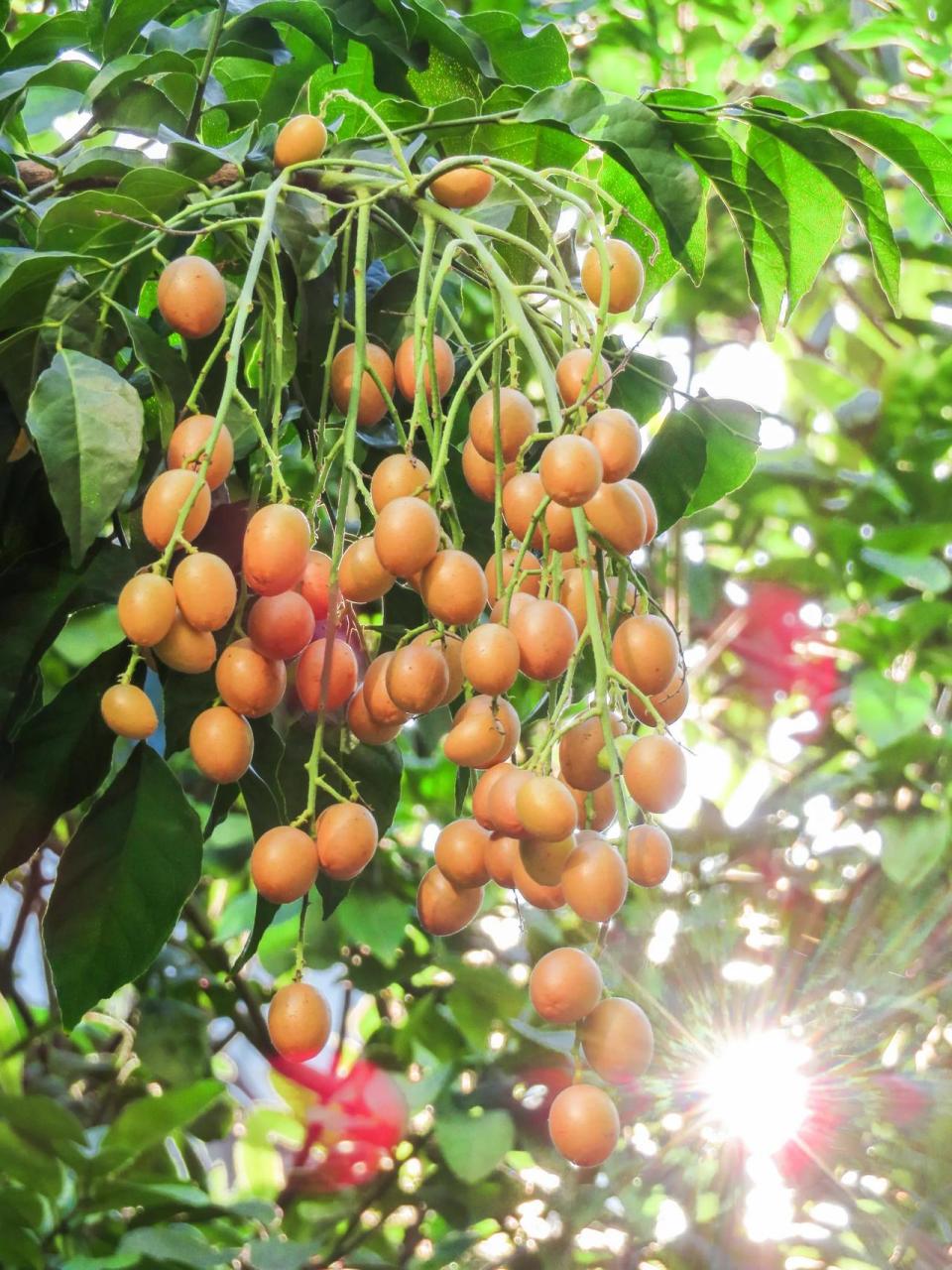 广州的黄皮果这么心急的吗?