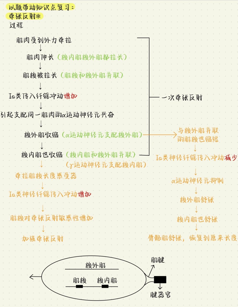 牵张反射的过程图片