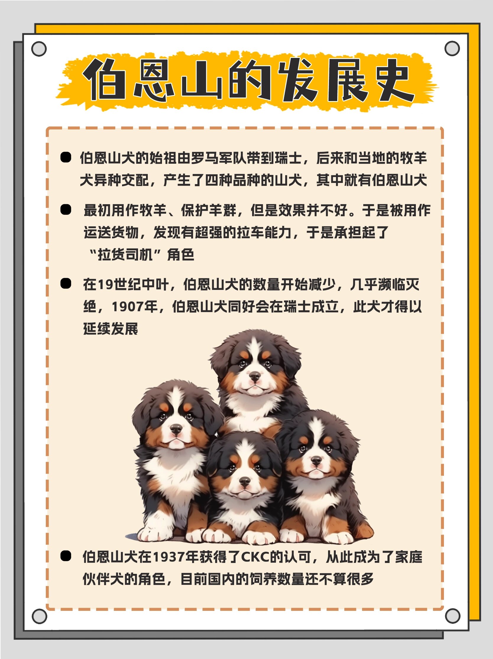 伯恩山犬中国禁养吗图片