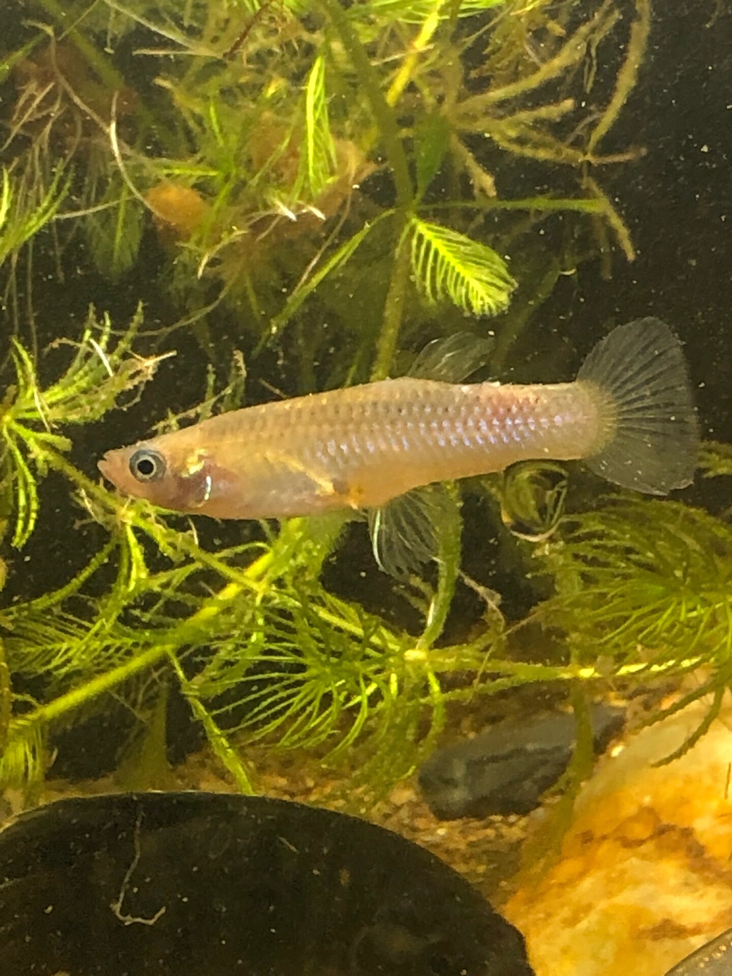 食蚊鱼青鳉图片