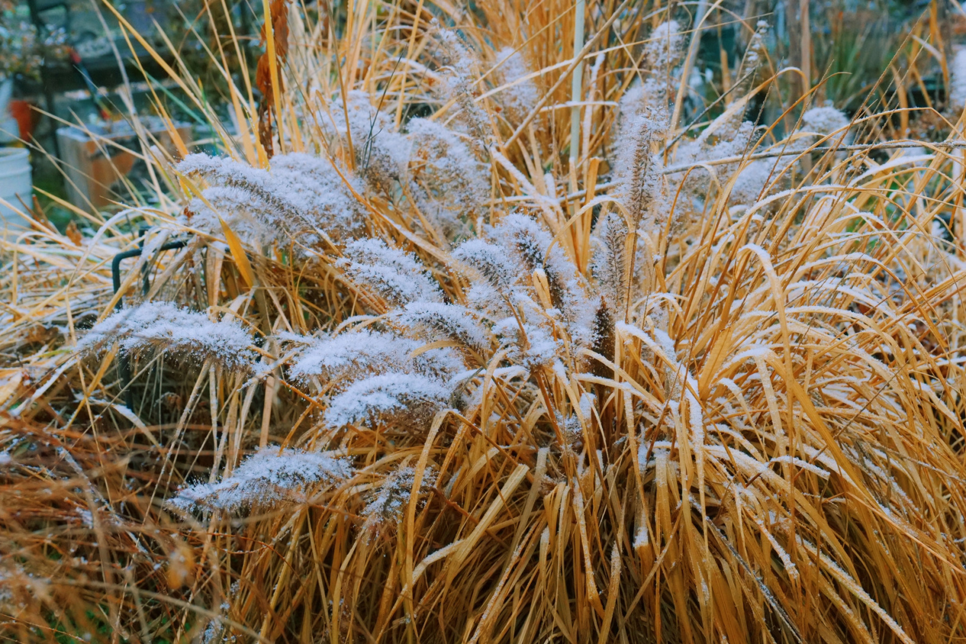 第一场雪覆盖的耐寒植物一 #我的养花日常# 2023年的第一场雪,这两年