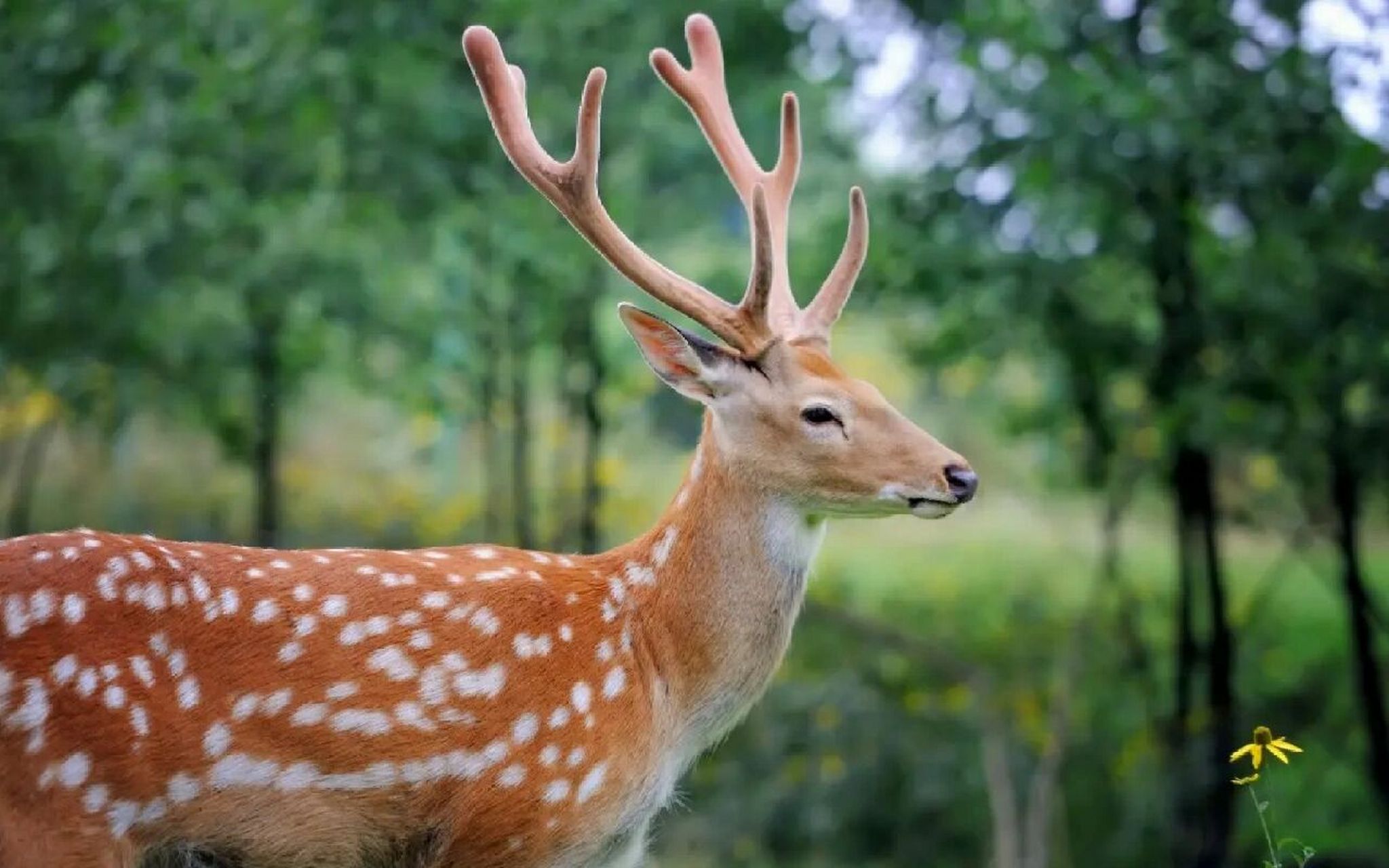 野生动物梅花鹿 梅花鹿(学名:cervus nippon)鹿科哺乳动物,是一种中