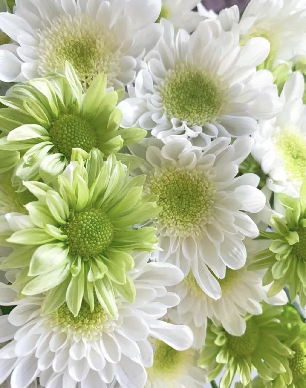 今日识花:一抹清新