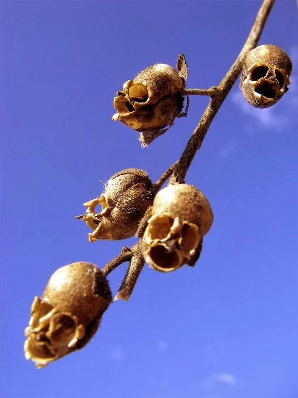 骷髅花 一种叫金鱼草的种子