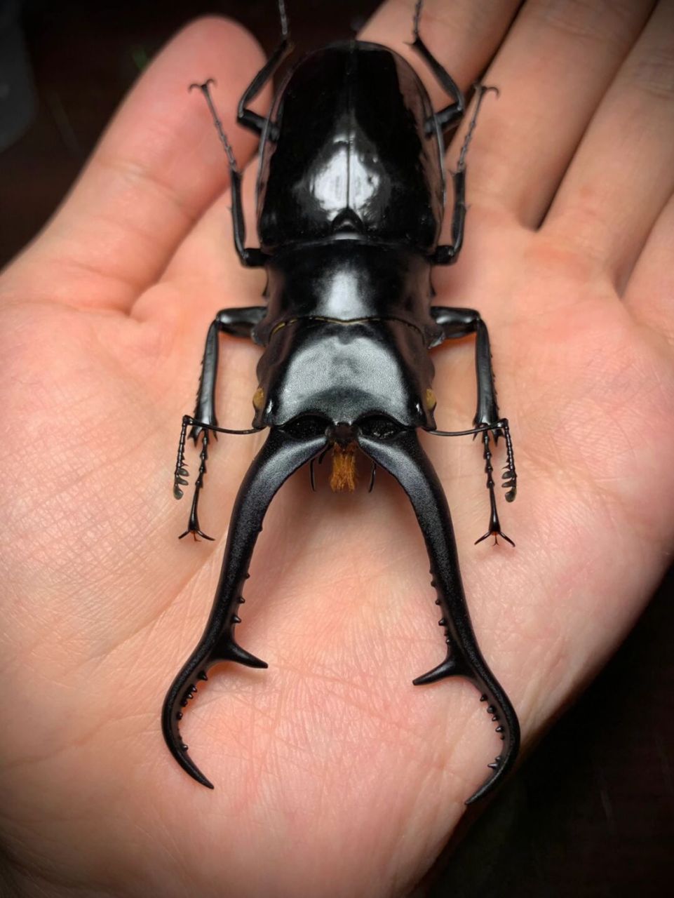 长颈鹿锯锹甲 来自菲律宾的pgd亮面鹿亚种,拉丁名prosopocoilus