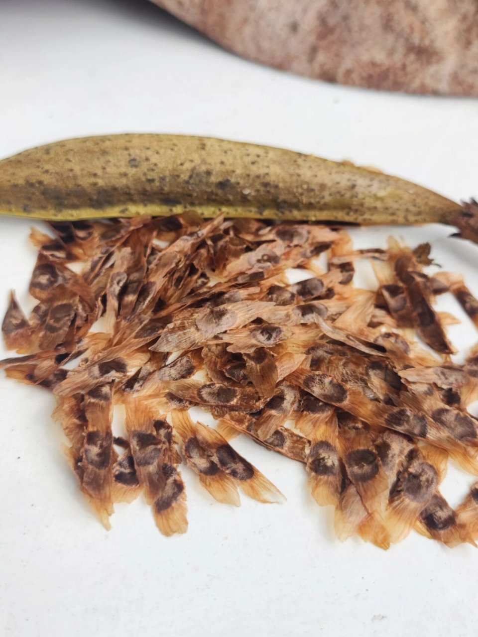 凌霄花种子 整理小花园的第一年,收货了一个凌霄花豆荚(图一),好奇心