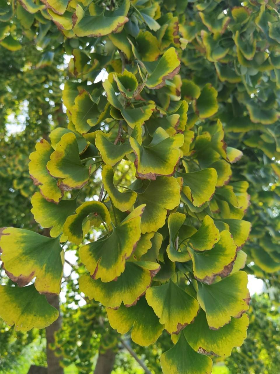 中国的国树 银杏树又称白果树,有"寿星树"之称.