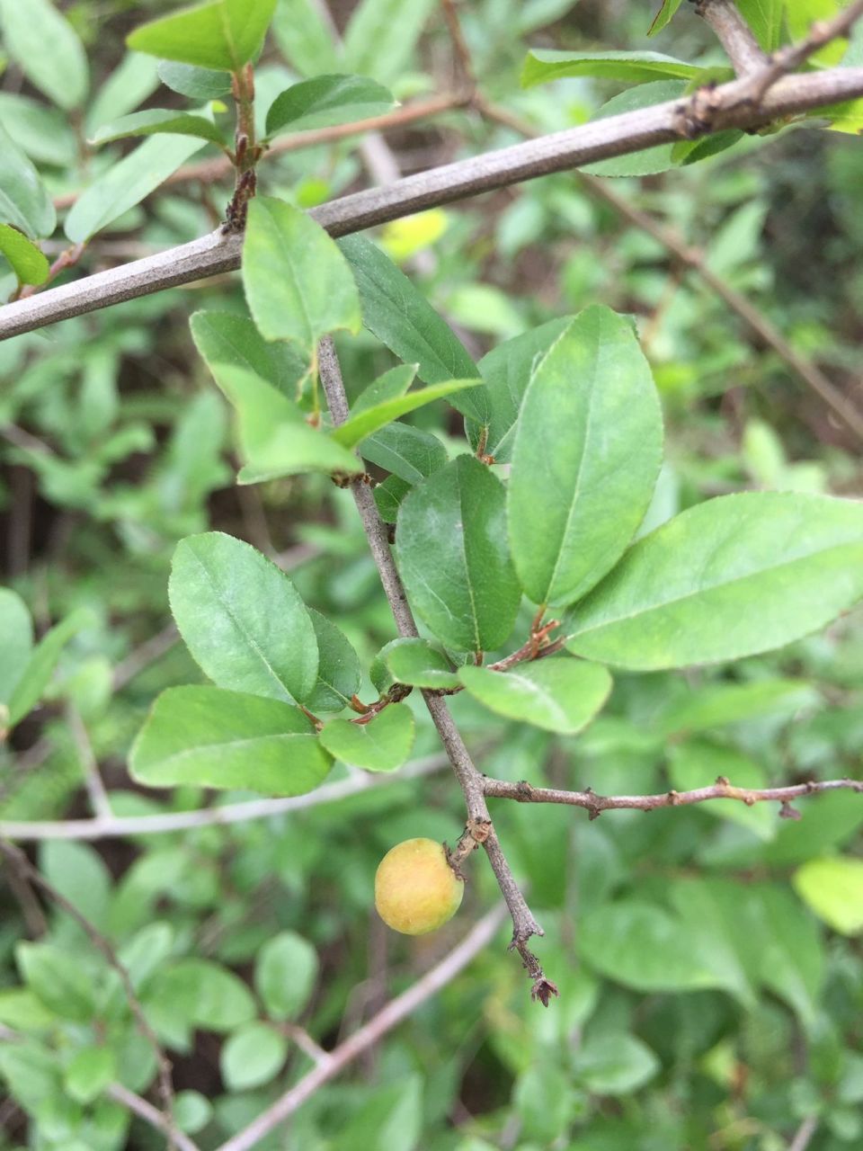 自然中的雀梅藤