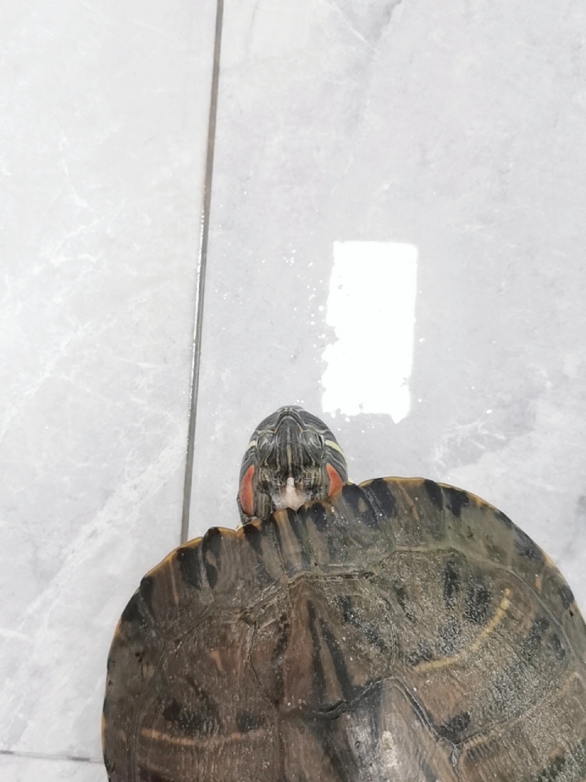 巴西龟头上有一块白斑,是生病了吗?怎么治