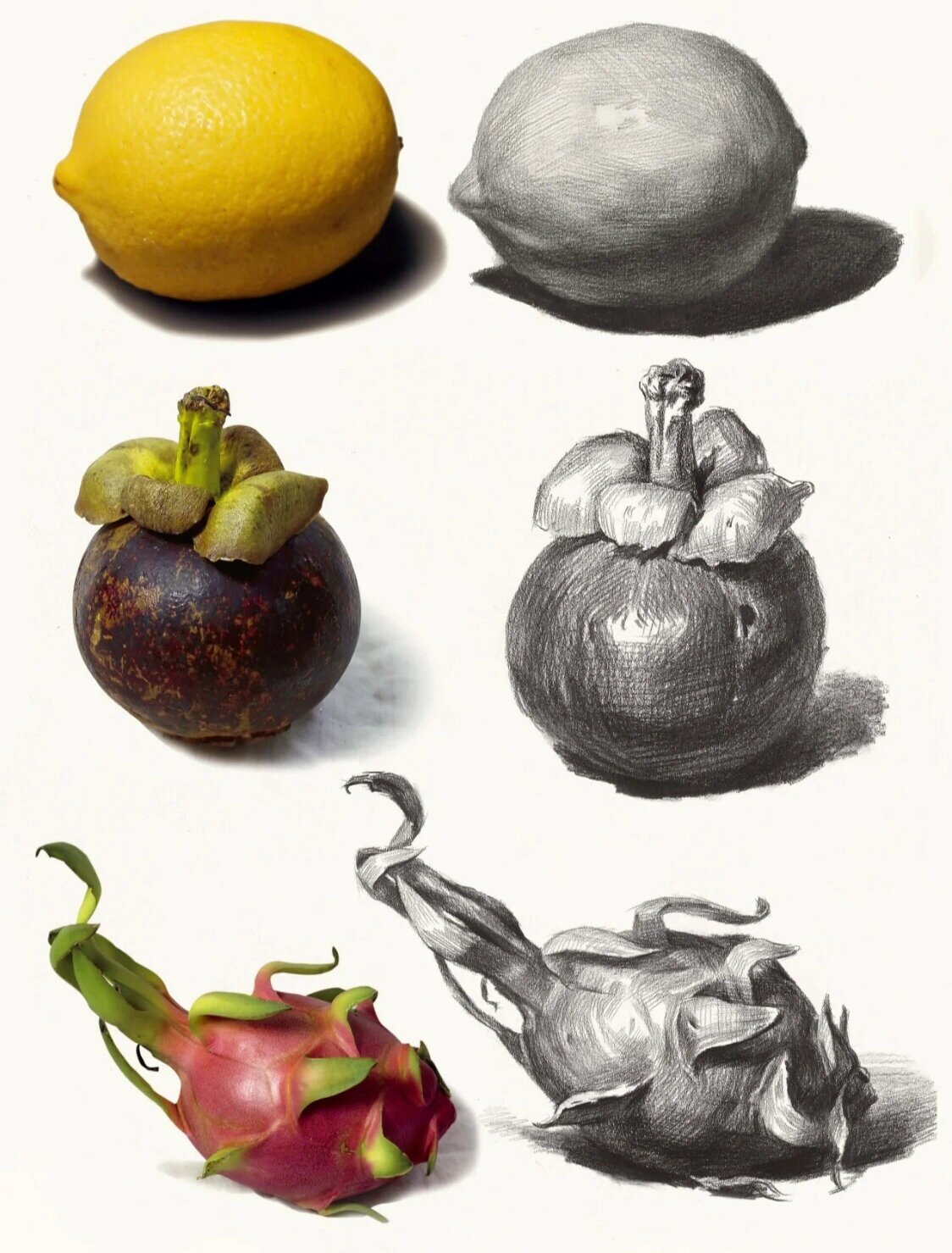 素描静物水果单体范例