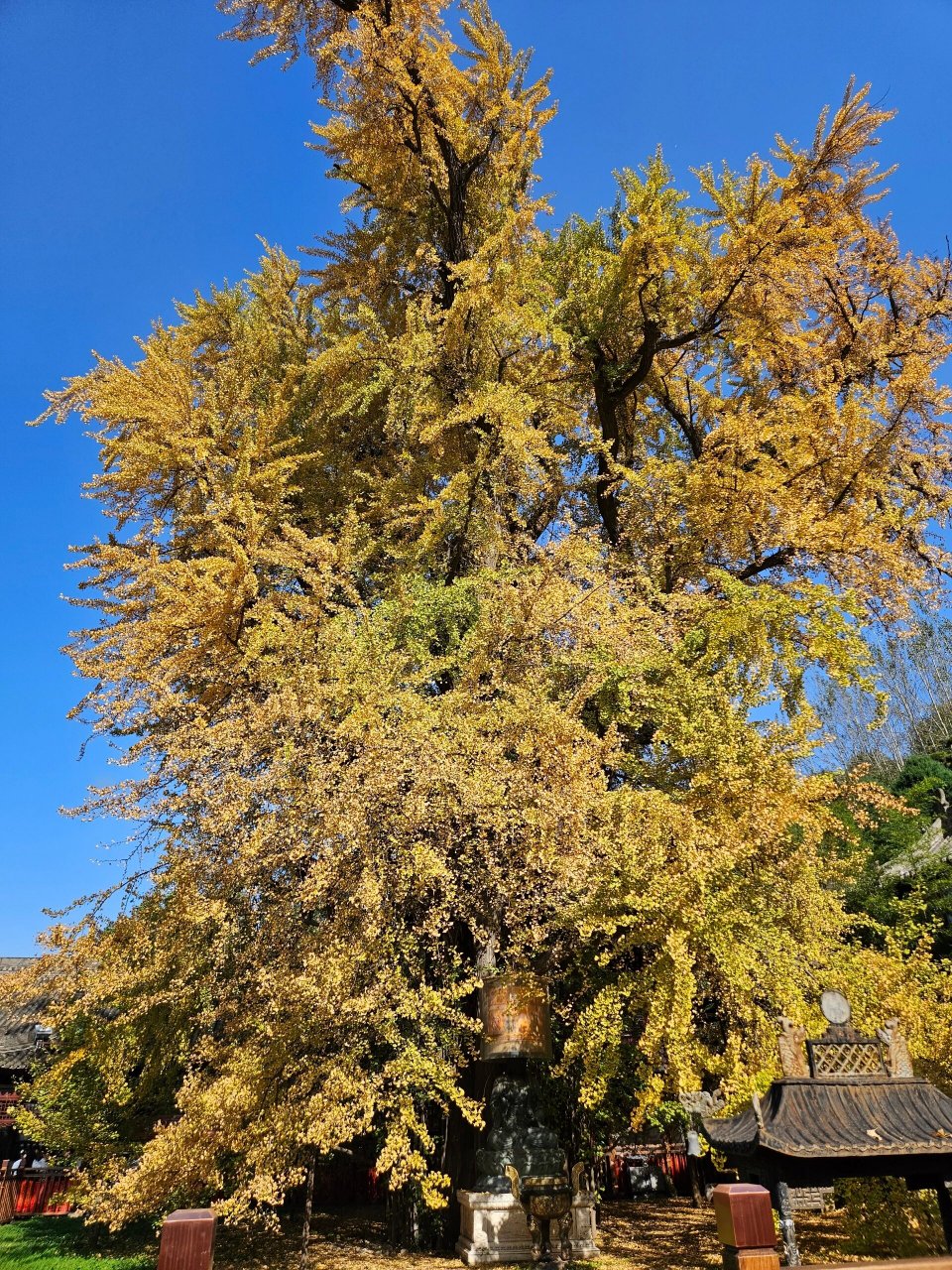 古观音禅寺7414千年银杏树 94