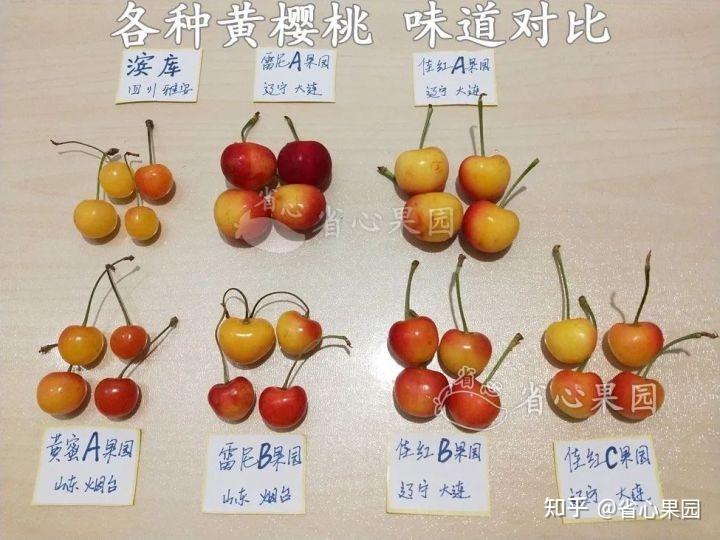 车厘子和山东大樱桃是一样的吗