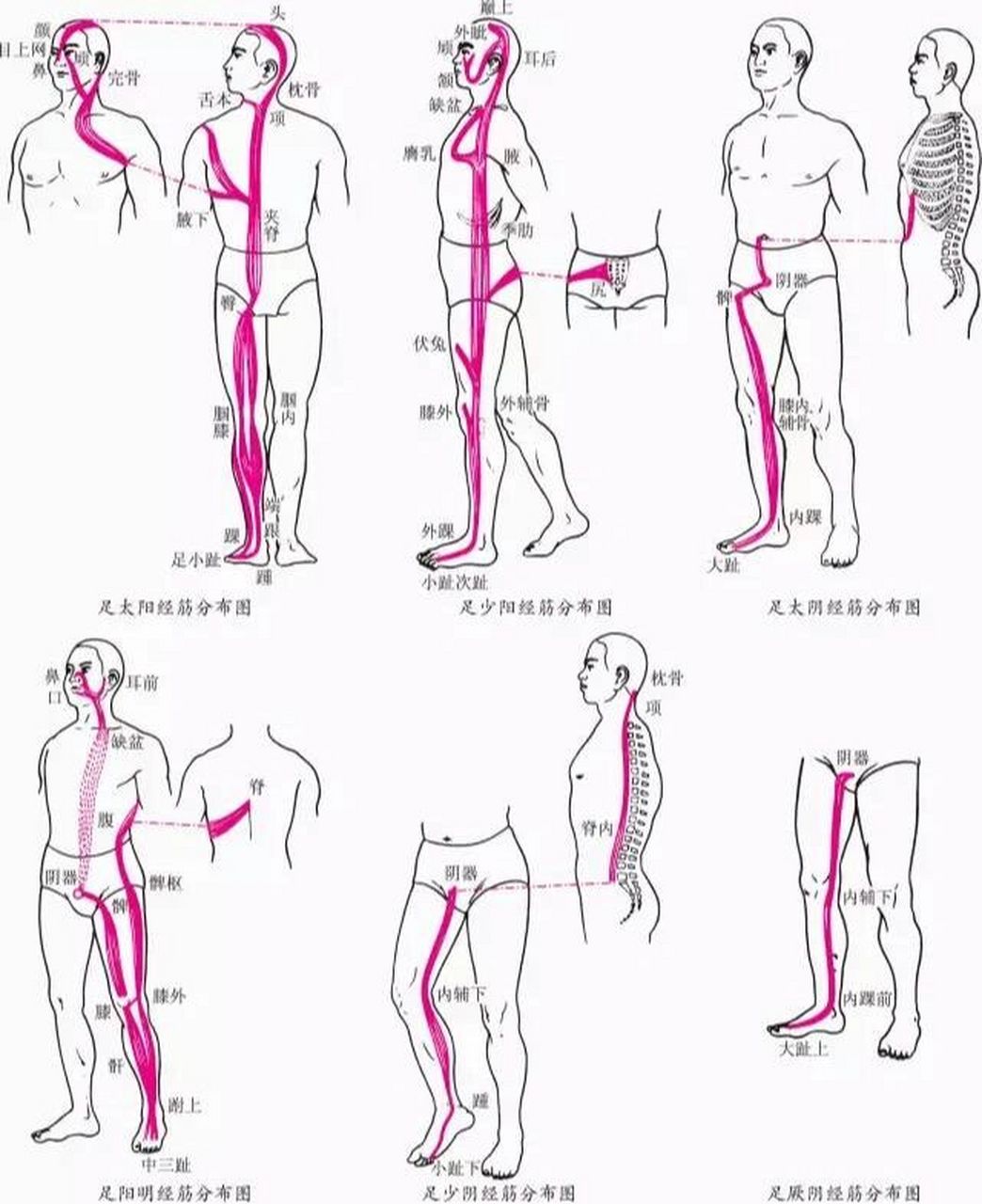 人体筋结位置图片