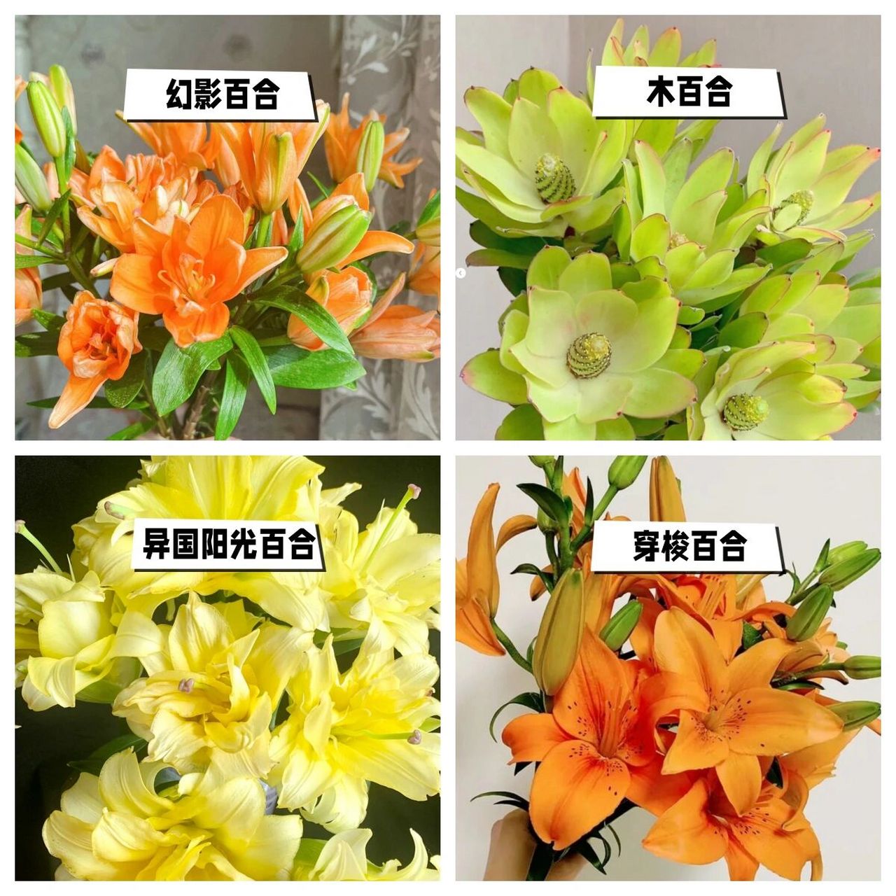 带你识花|重瓣百合品种大全2477种百合种类 93百合不仅仅只有