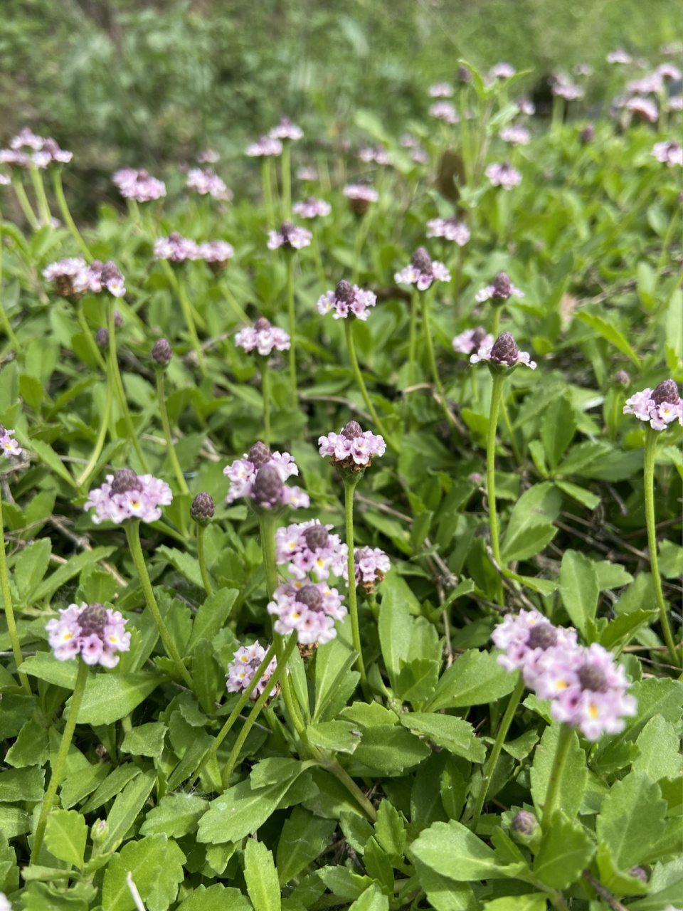 适合做草坪的开花地被|常年开花 姬岩垂草,一个特别适合做地被的植物,