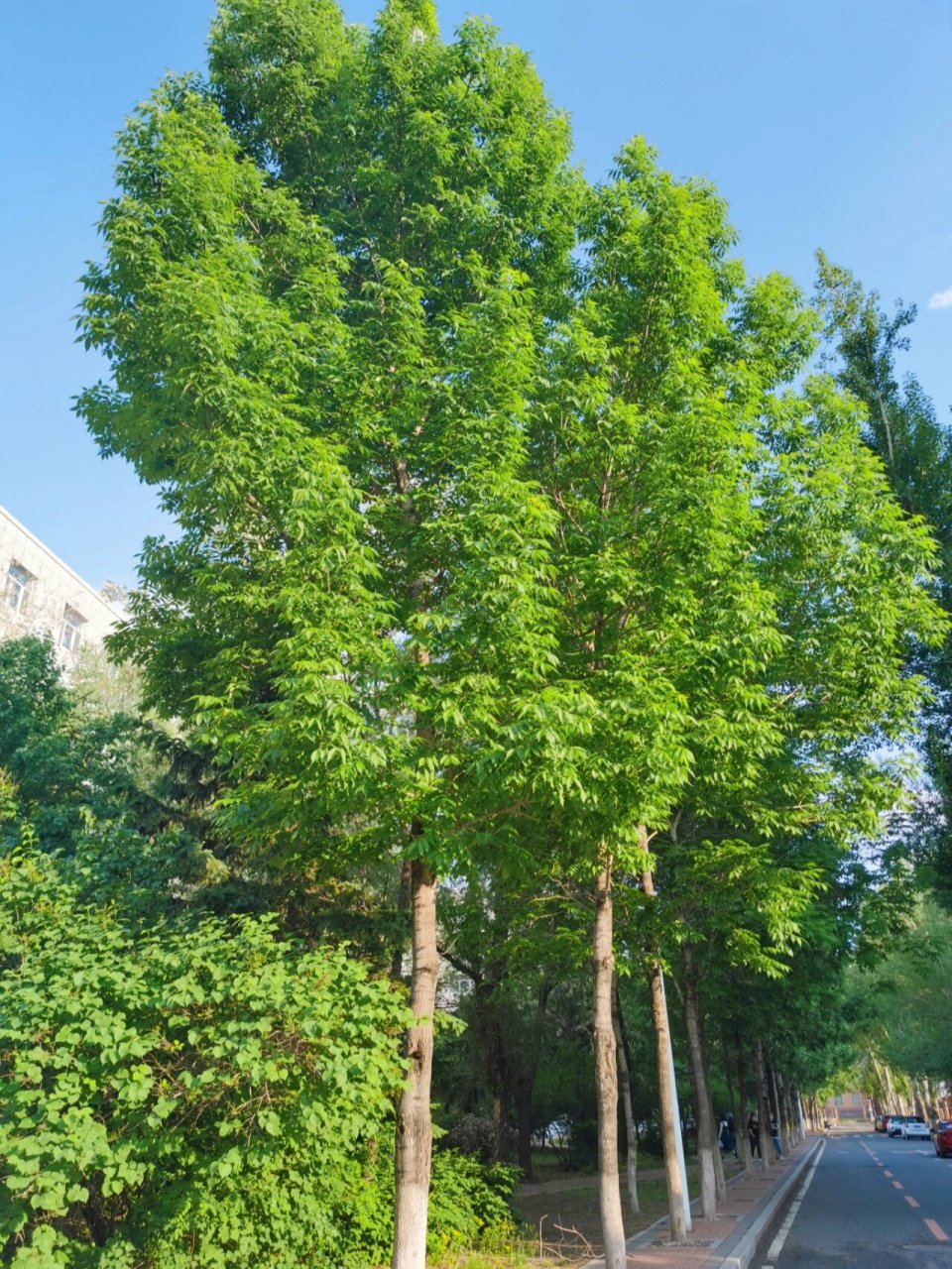 校园里最喜欢的树,美国红梣,从发芽到树叶变黄再到落叶都喜欢死了.