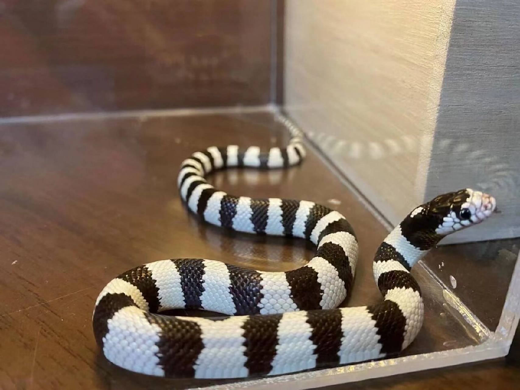 可能这才是莫哈维黑白王蛇该有的样子 欣赏一般莫哈维黑白王蛇吧,非