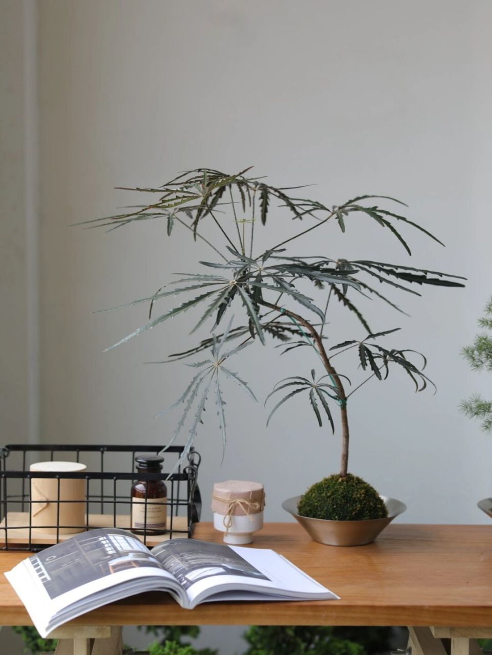 高级好养的澳大利亚孔雀木苔藓球桌面盆栽 墨绿色叶片神秘高级,齿状