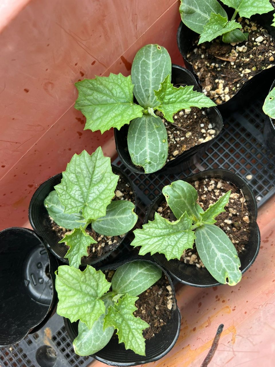 丝瓜苗免费赠送～ 丝瓜苗免费赠送～ 	 已全部送出了