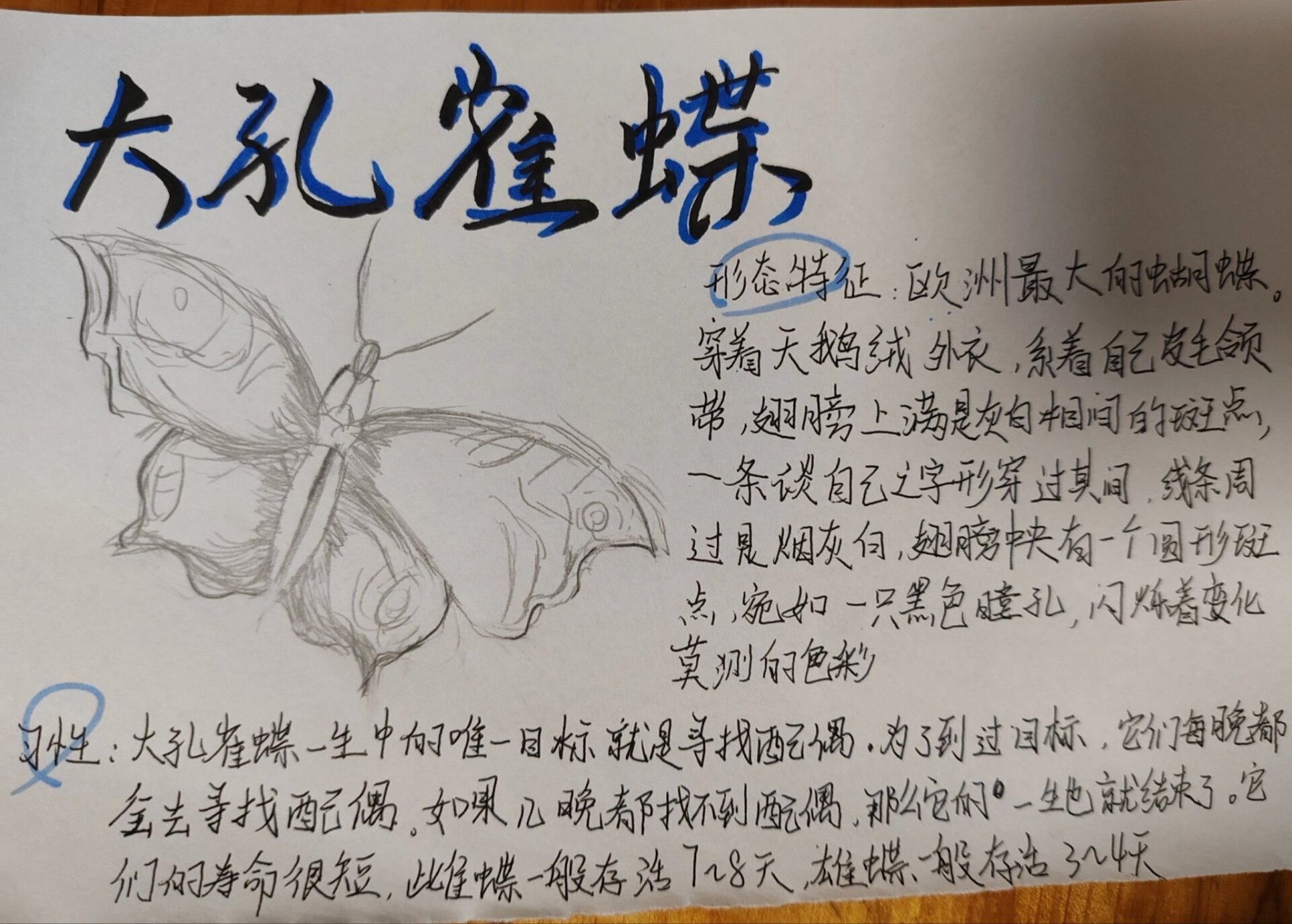 昆虫记昆虫档案一一大孔雀蝶 抄作业啦